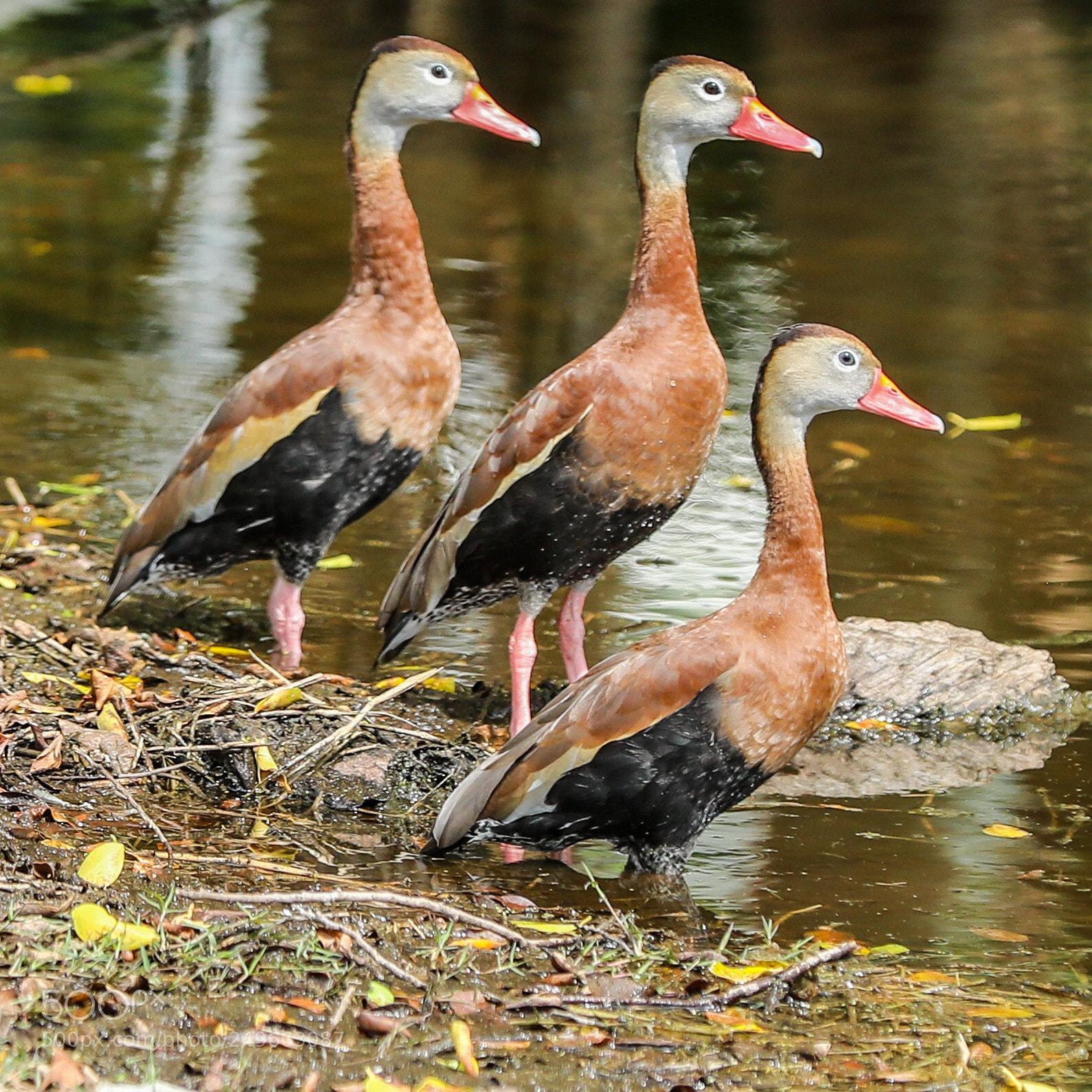 Canon EOS 5D Mark IV sample photo. Quack quack photography