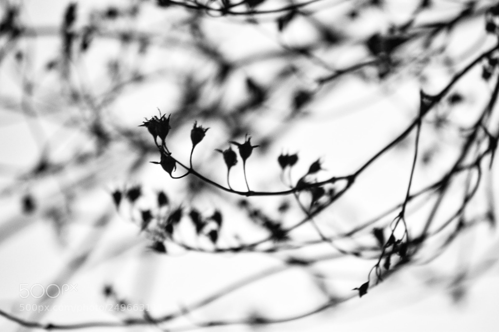 Nikon D5500 sample photo. Untitled photography