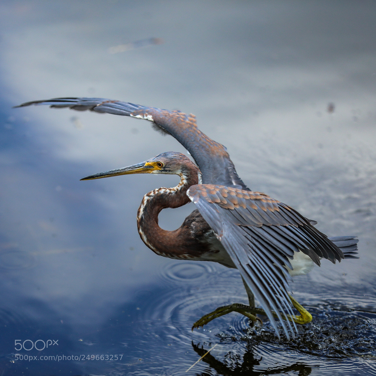 Canon EOS 5D Mark IV sample photo. Cool hunting photography