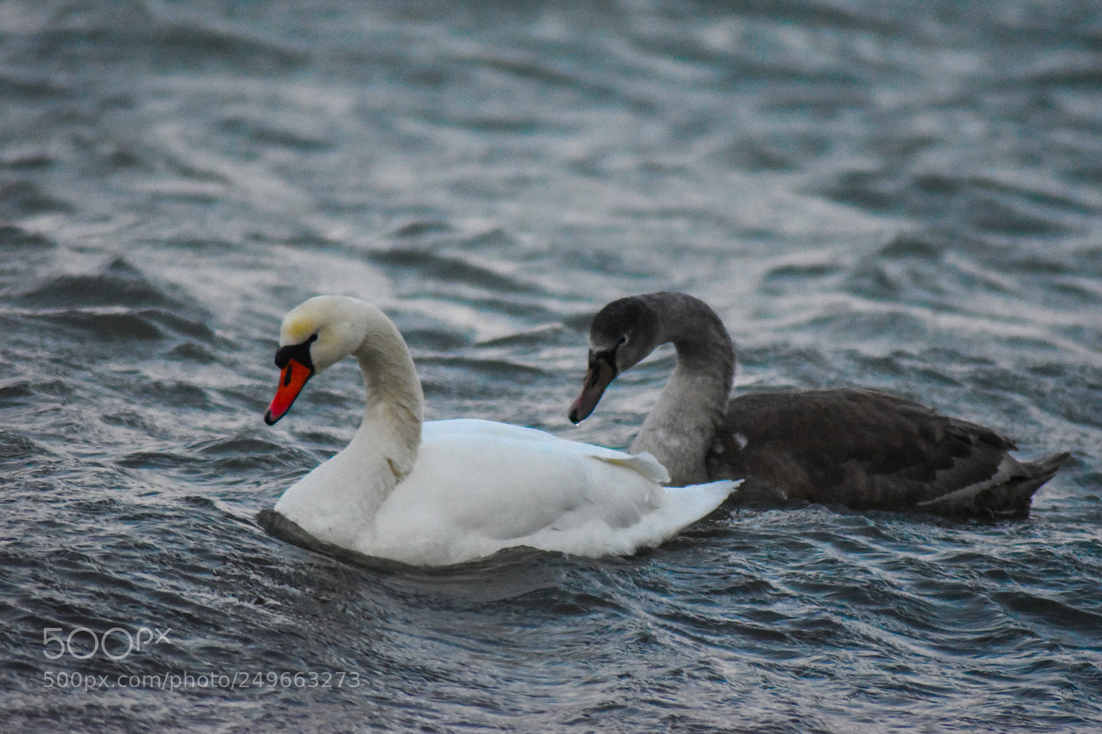 Nikon D5500 sample photo. Soulmates photography