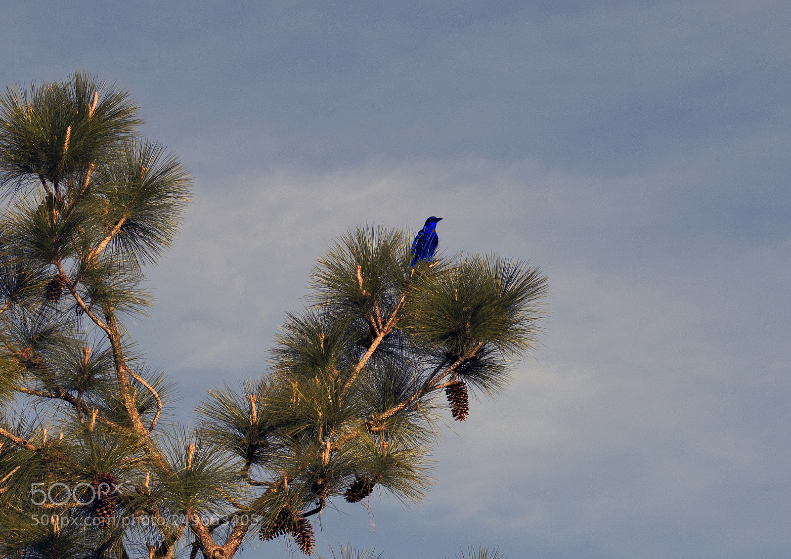 Canon EOS 750D (EOS Rebel T6i / EOS Kiss X8i) sample photo. The bird photography