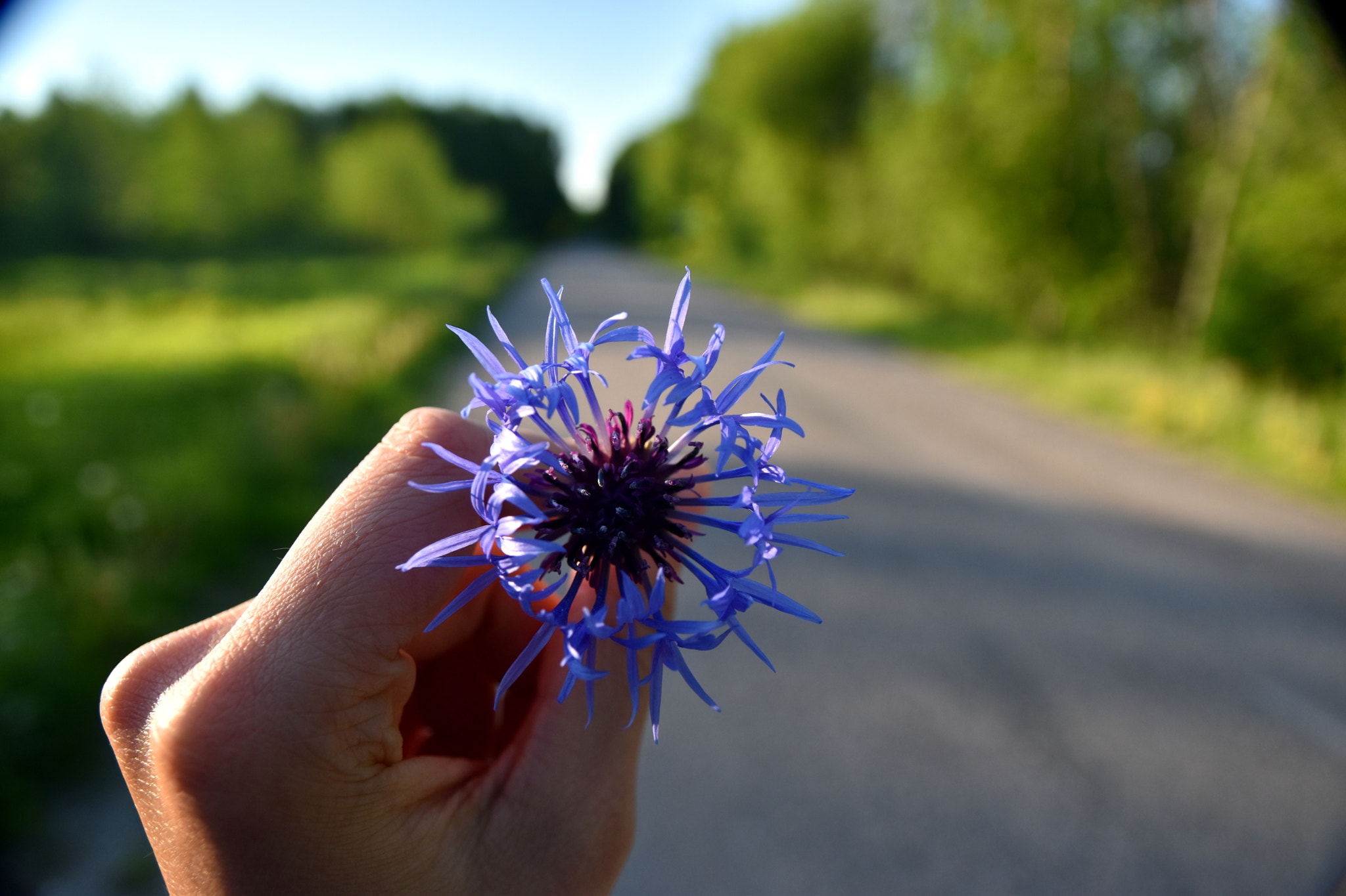 Sigma 17-70mm F2.8-4 DC Macro OS HSM sample photo. Cornflower photography