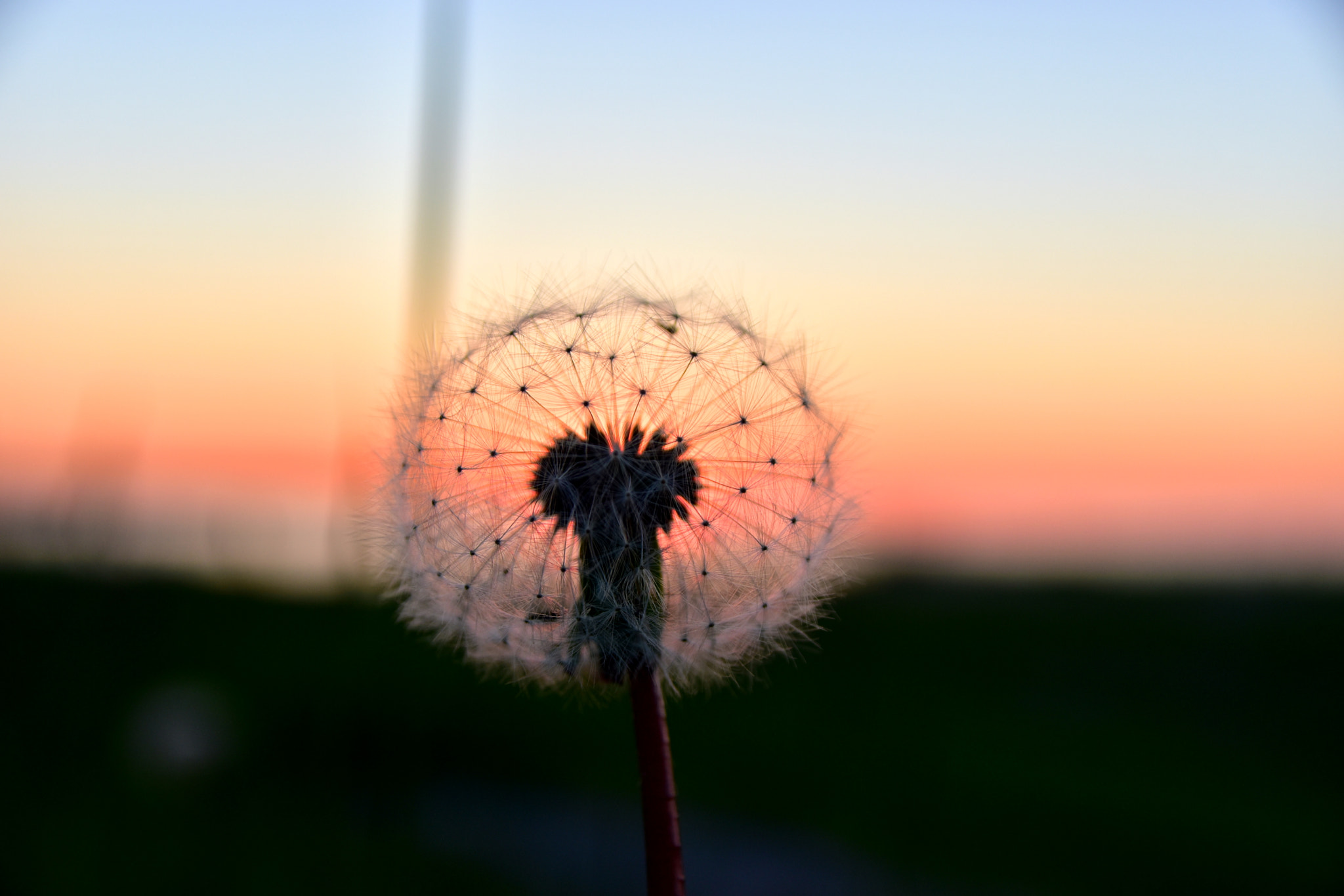 Nikon D5500 + Sigma 17-70mm F2.8-4 DC Macro OS HSM sample photo. Dandelion photography