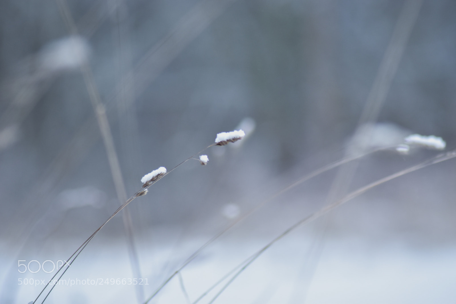 Nikon D5500 sample photo. Untitled photography