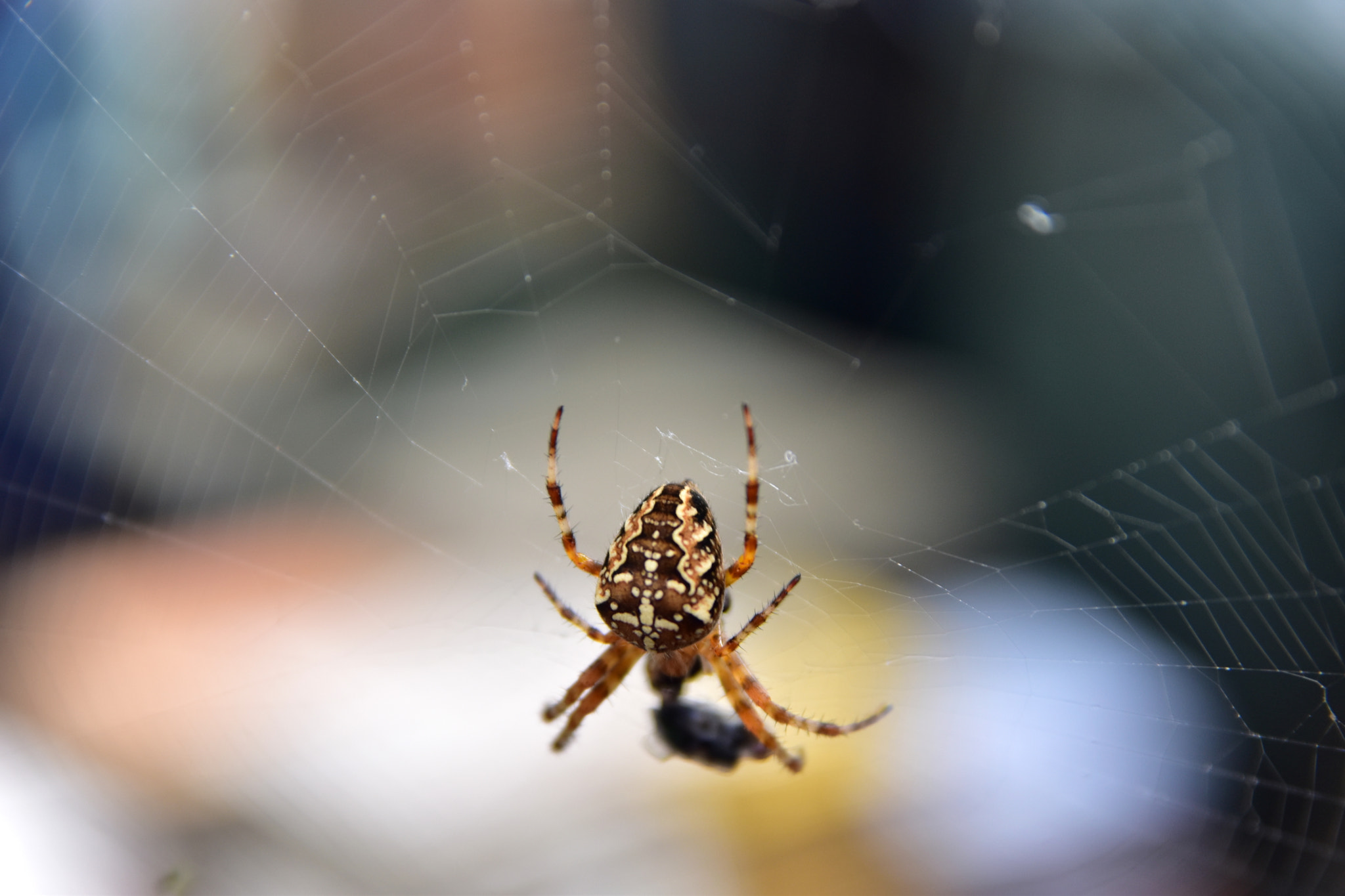 Nikon D5500 + Sigma 17-70mm F2.8-4 DC Macro OS HSM sample photo. Spider photography