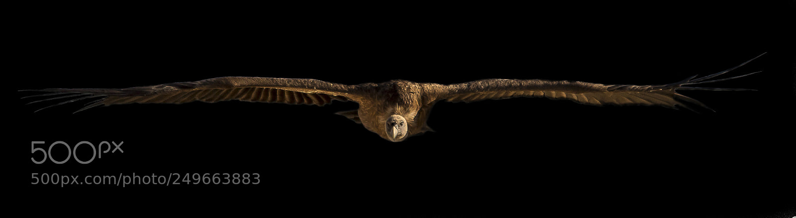 Canon EOS 600D (Rebel EOS T3i / EOS Kiss X5) sample photo. Flying vulture photography