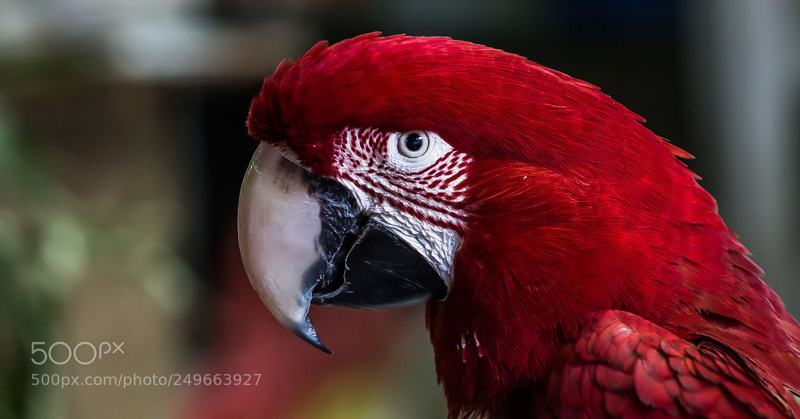 Canon EOS 700D (EOS Rebel T5i / EOS Kiss X7i) sample photo. Bird market photography
