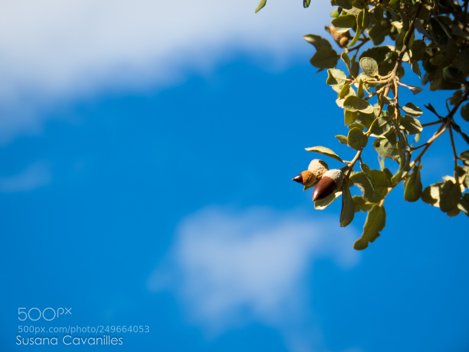 Canon PowerShot SX60 HS sample photo. Bellotas y nubes photography