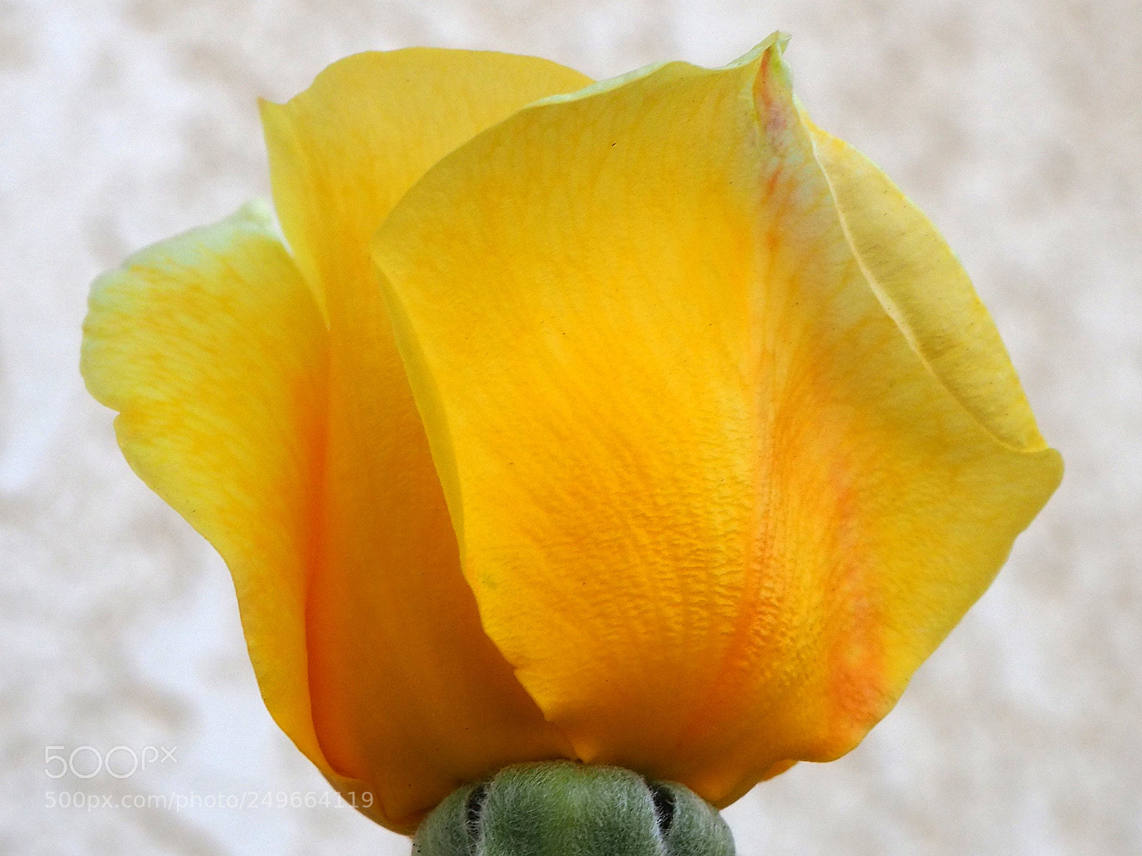 Olympus OM-D E-M10 III sample photo. Yellow pose photography