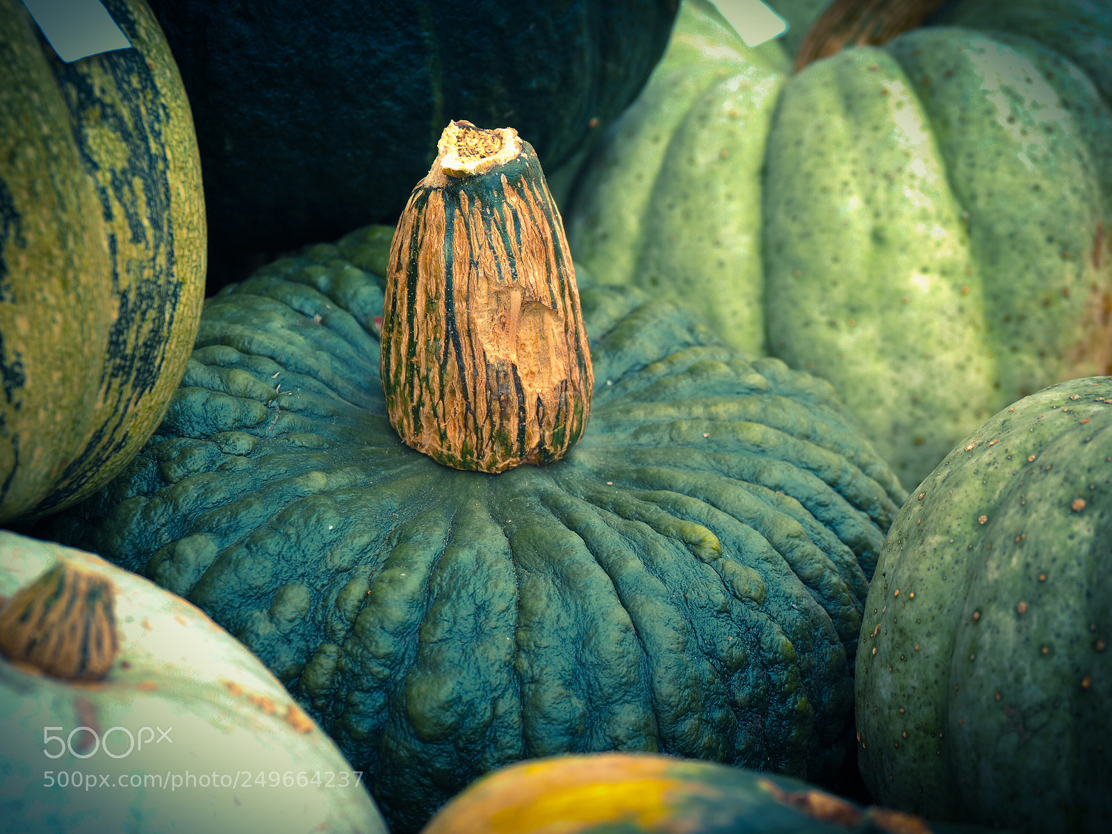 Olympus OM-D E-M1 Mark II sample photo. Pumpkin in green photography