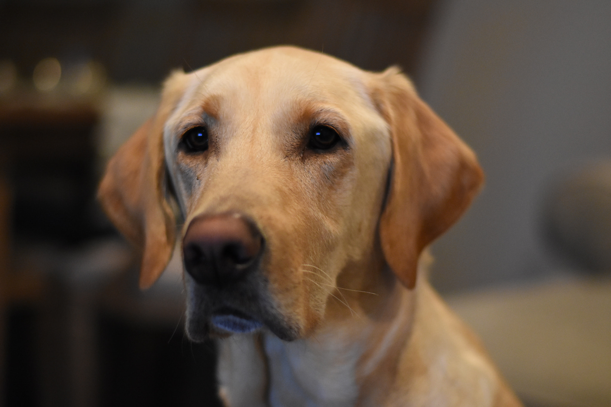 Nikon D7200 + Nikon AF-S Nikkor 50mm F1.8G sample photo. Why so serious? photography