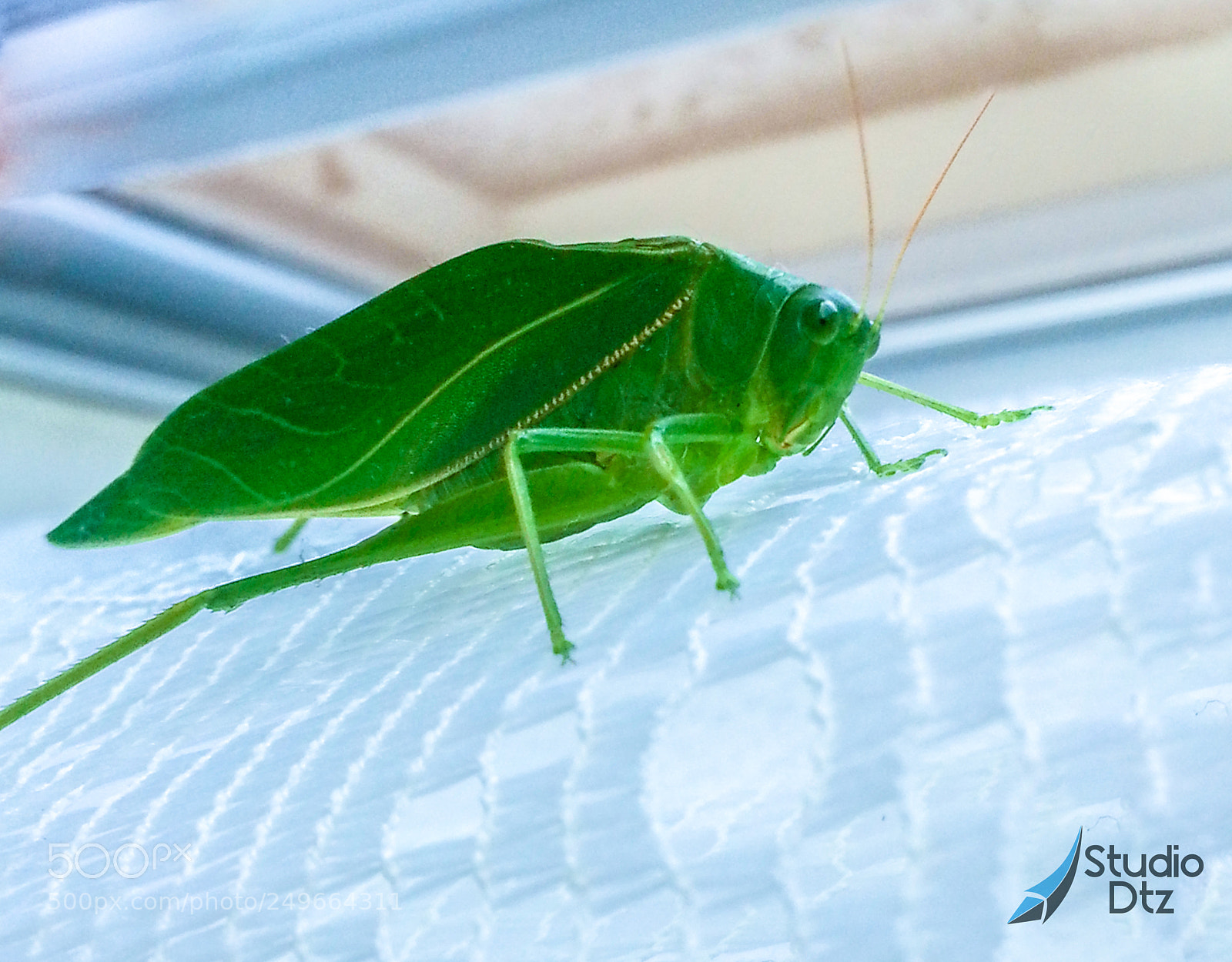 Samsung Galaxy S3 sample photo. Grilo verde photography
