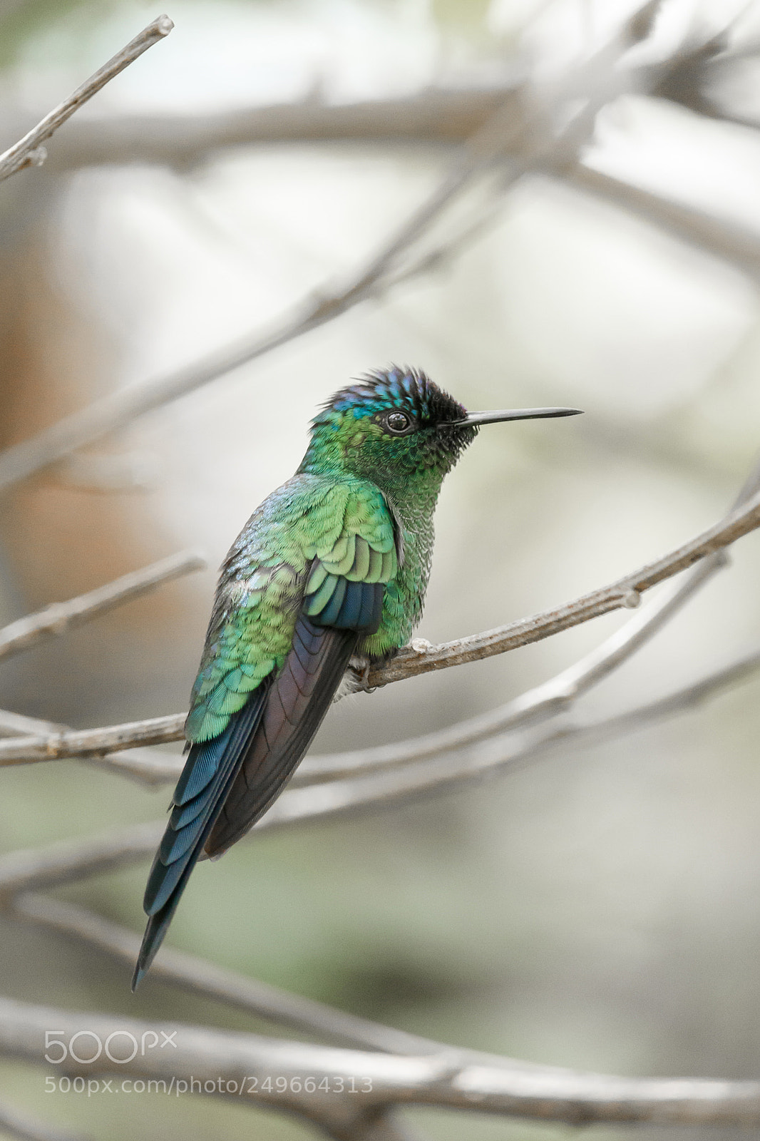 Canon EOS 7D Mark II sample photo. Brazilian hummingbird photography