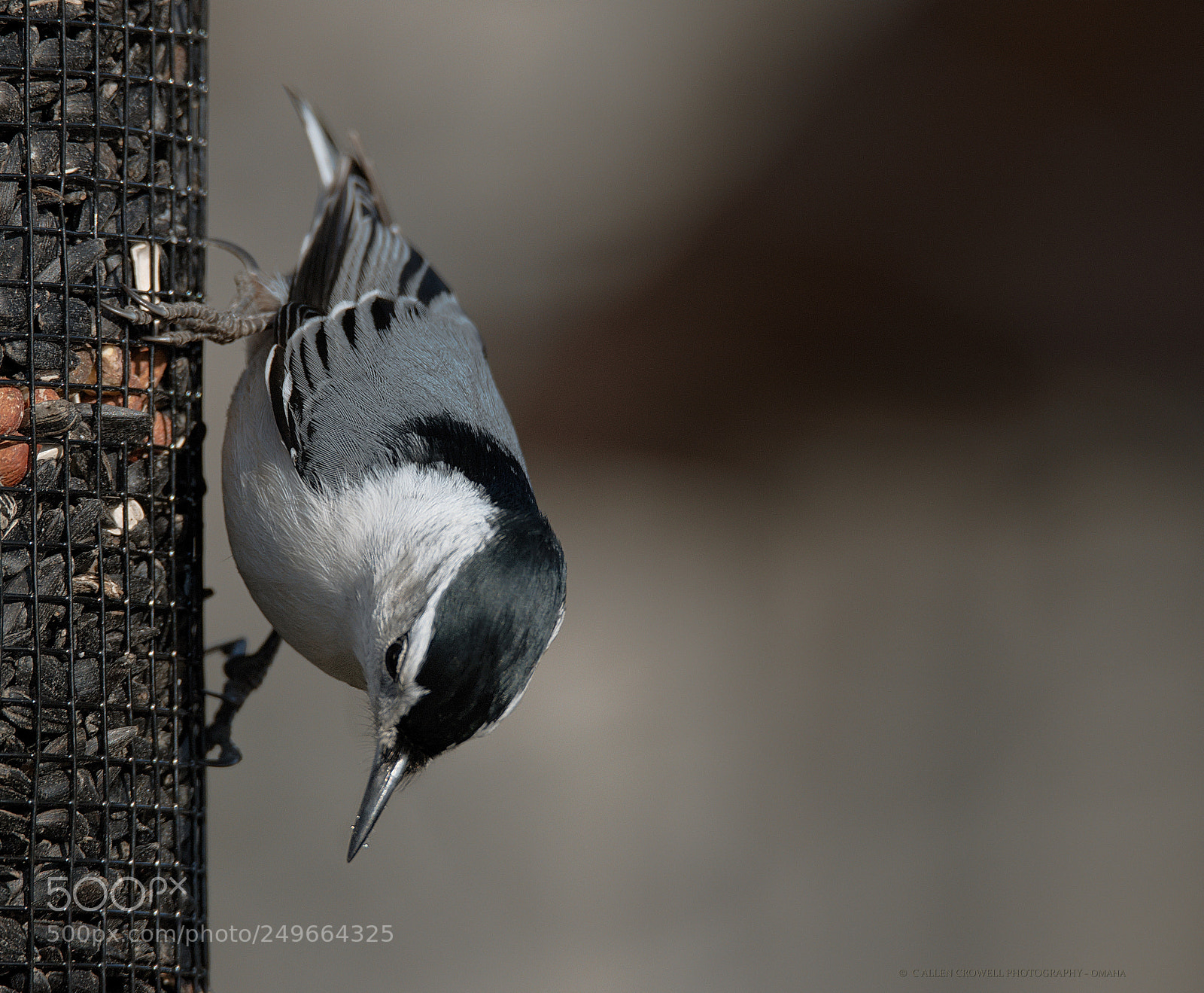 Canon EOS 200D (EOS Rebel SL2 / EOS Kiss X9) sample photo. White-breasted nuthatch photography
