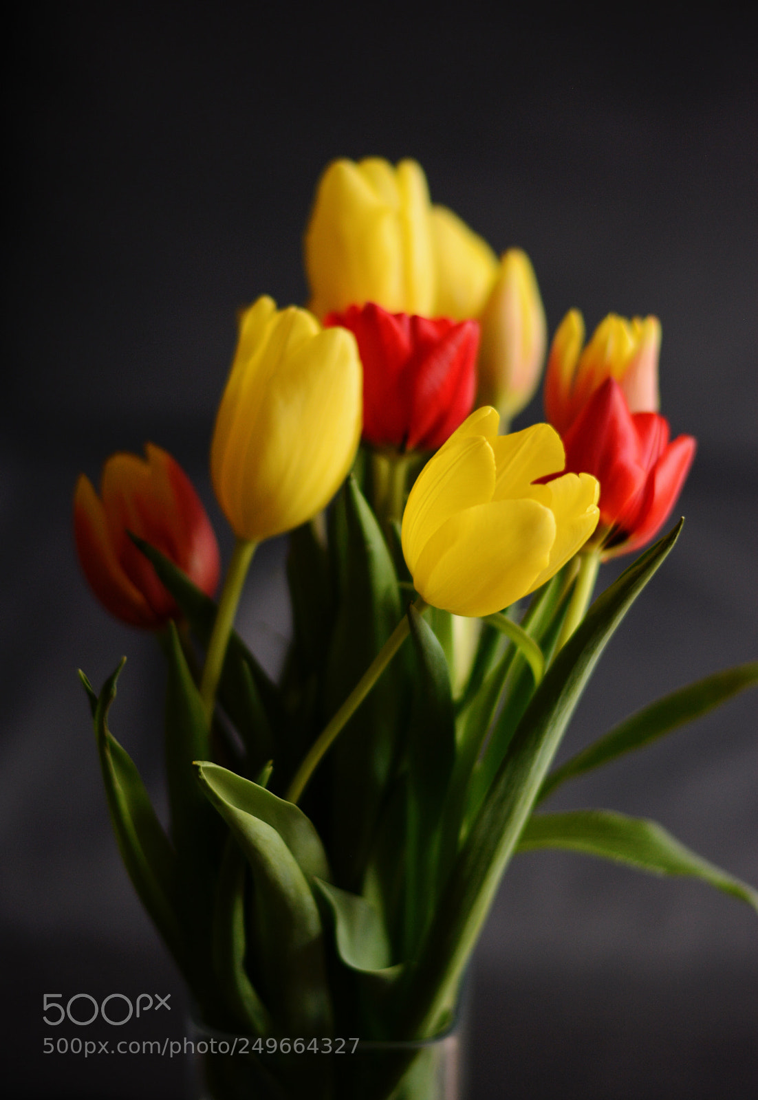 Nikon D7100 sample photo. Spring will come photography