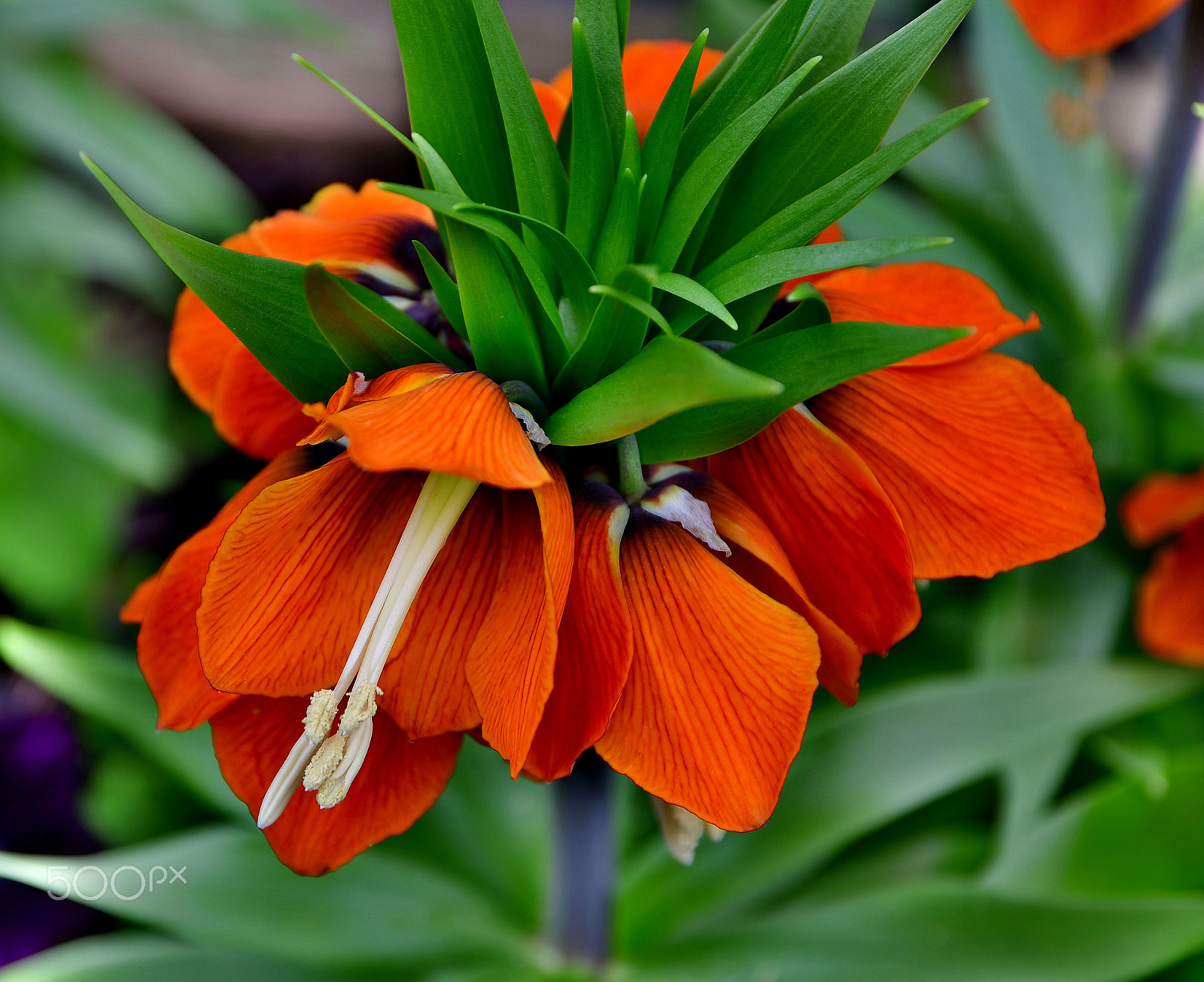 Sigma 17-70mm F2.8-4 DC Macro OS HSM | C sample photo. Spring is finally here photography