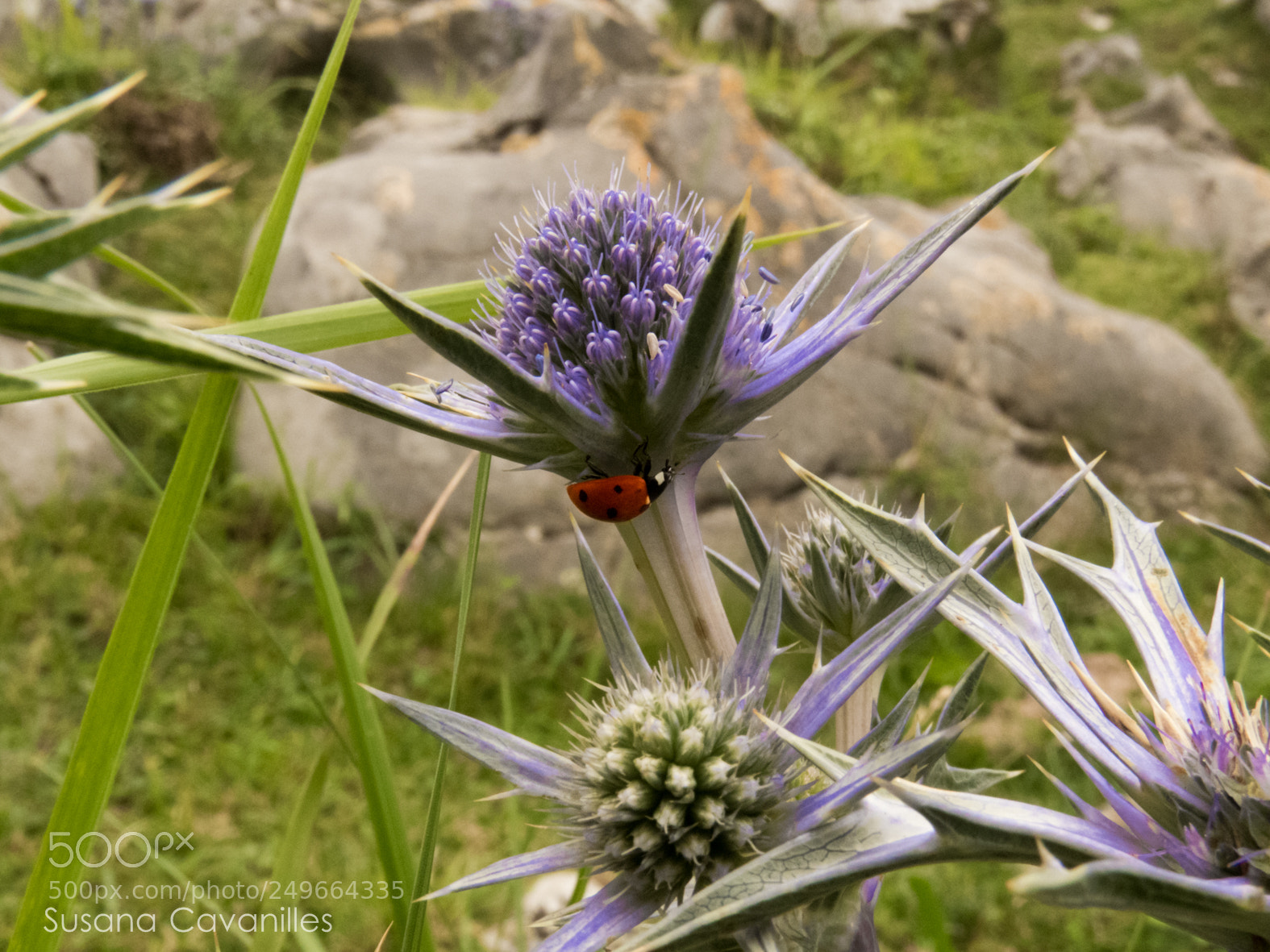 Canon PowerShot SX60 HS sample photo. Mariquita en flor photography