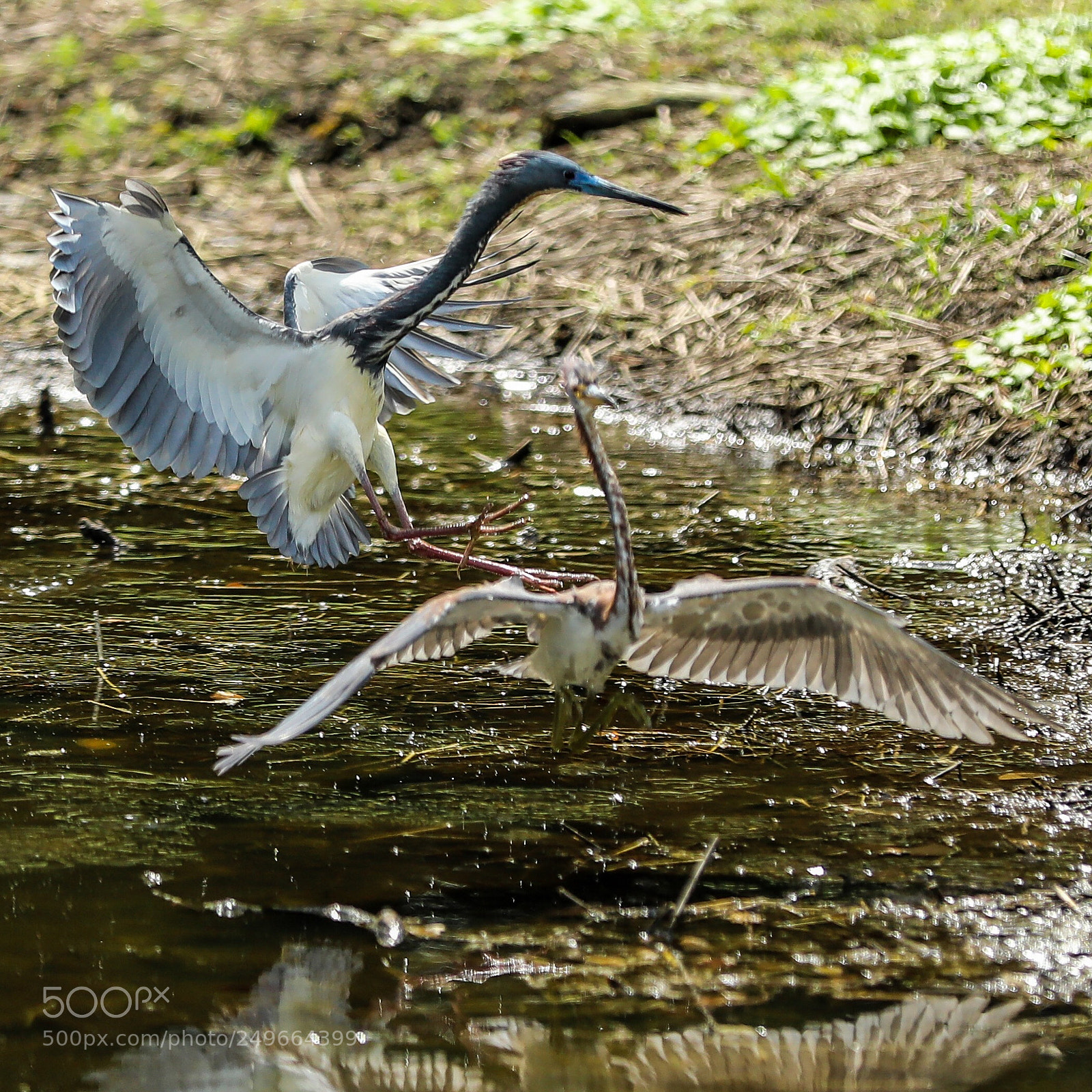 Canon EOS 5D Mark IV sample photo. Let’s fly together photography