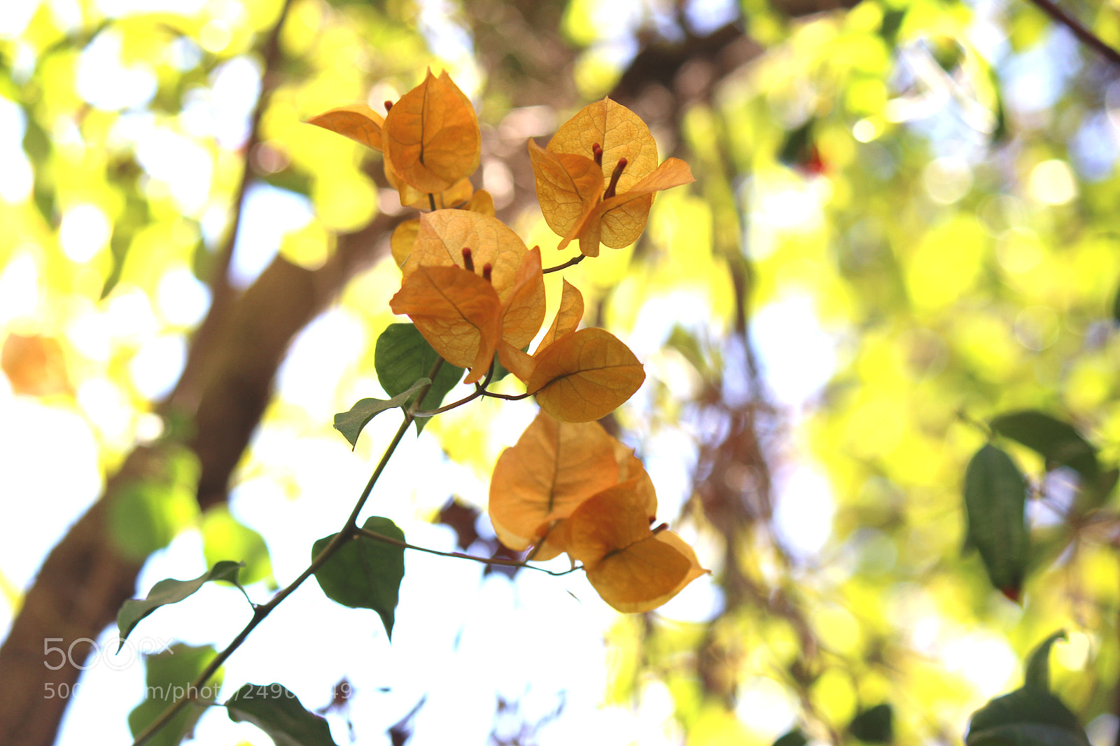 Canon EOS 600D (Rebel EOS T3i / EOS Kiss X5) sample photo. Img photography