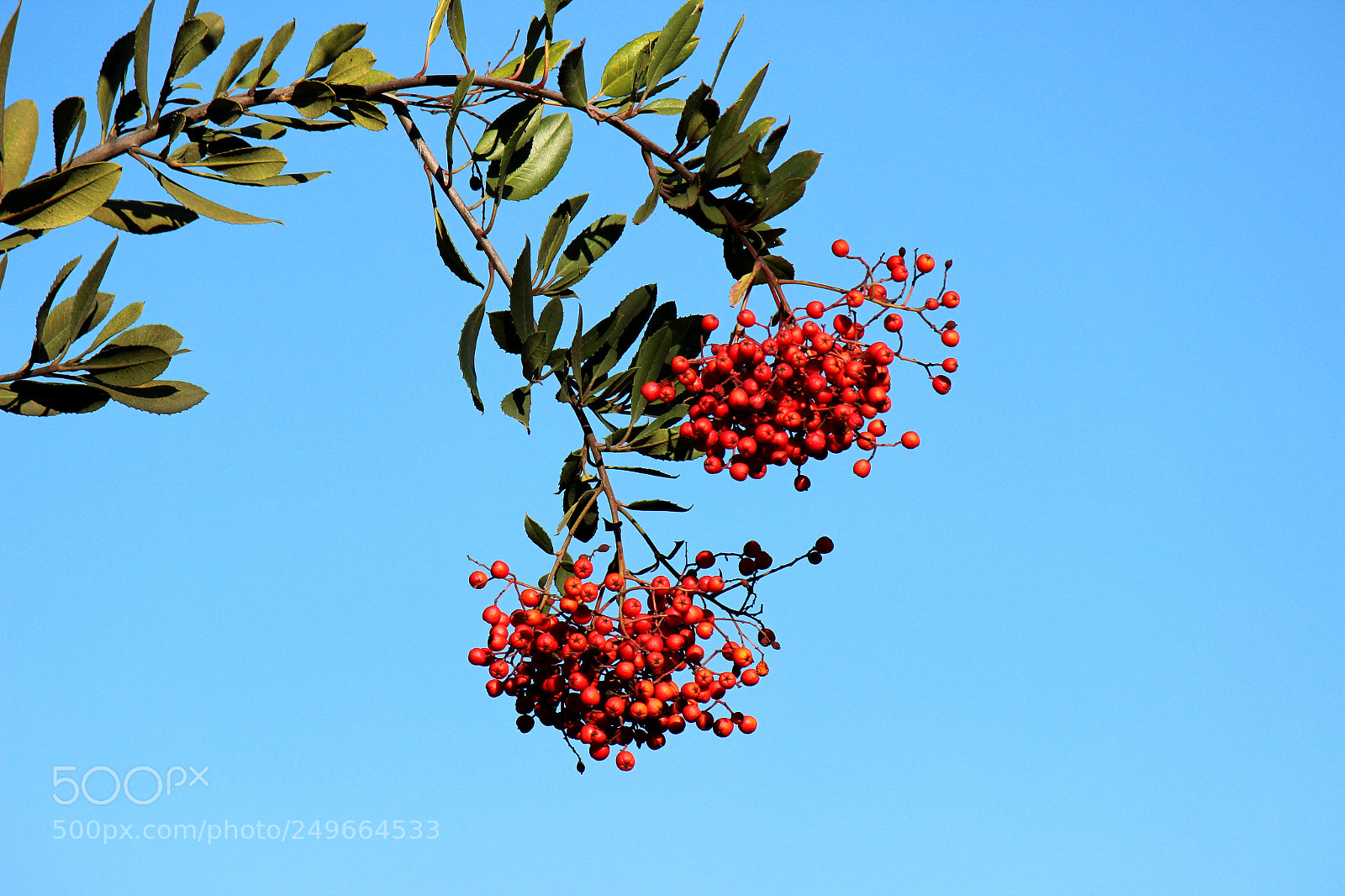 Canon EOS 600D (Rebel EOS T3i / EOS Kiss X5) sample photo. Img photography