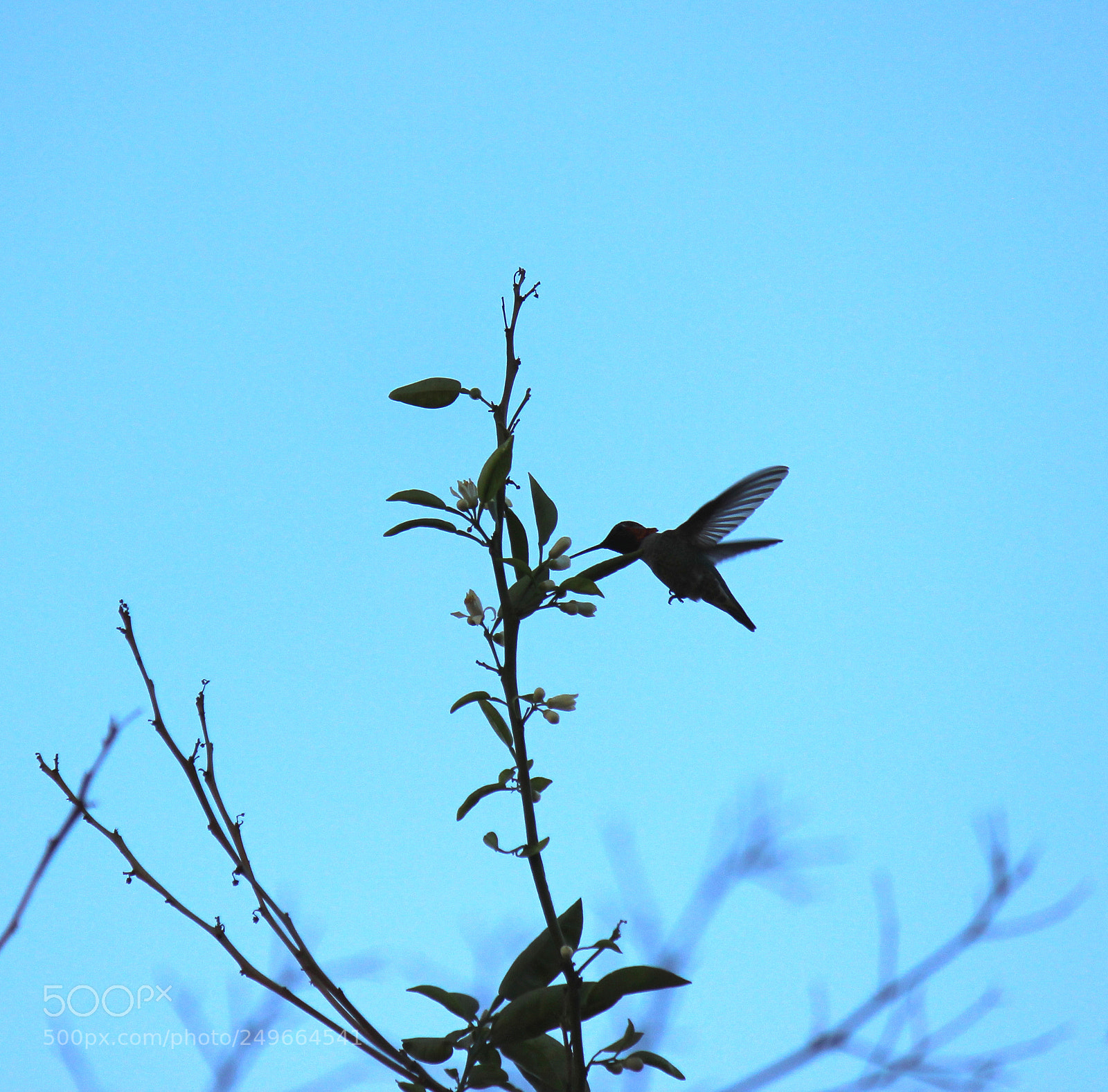 Canon EOS 600D (Rebel EOS T3i / EOS Kiss X5) sample photo. Img photography
