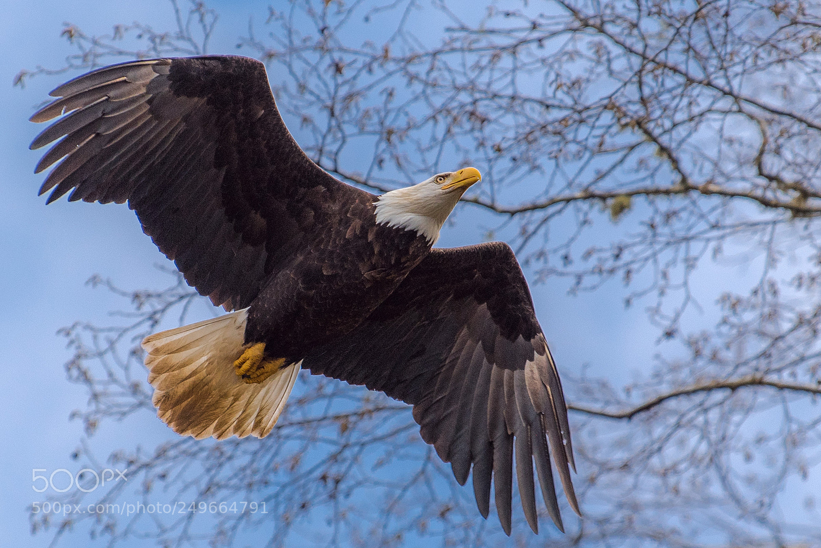 Nikon D810 sample photo. Eagle photography
