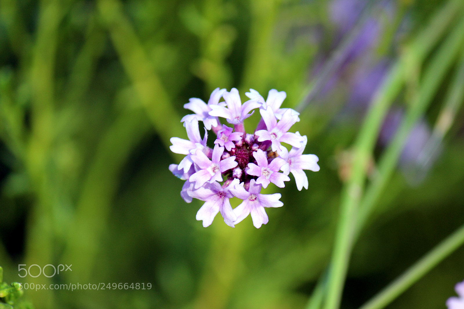 Canon EOS 600D (Rebel EOS T3i / EOS Kiss X5) sample photo. Img photography