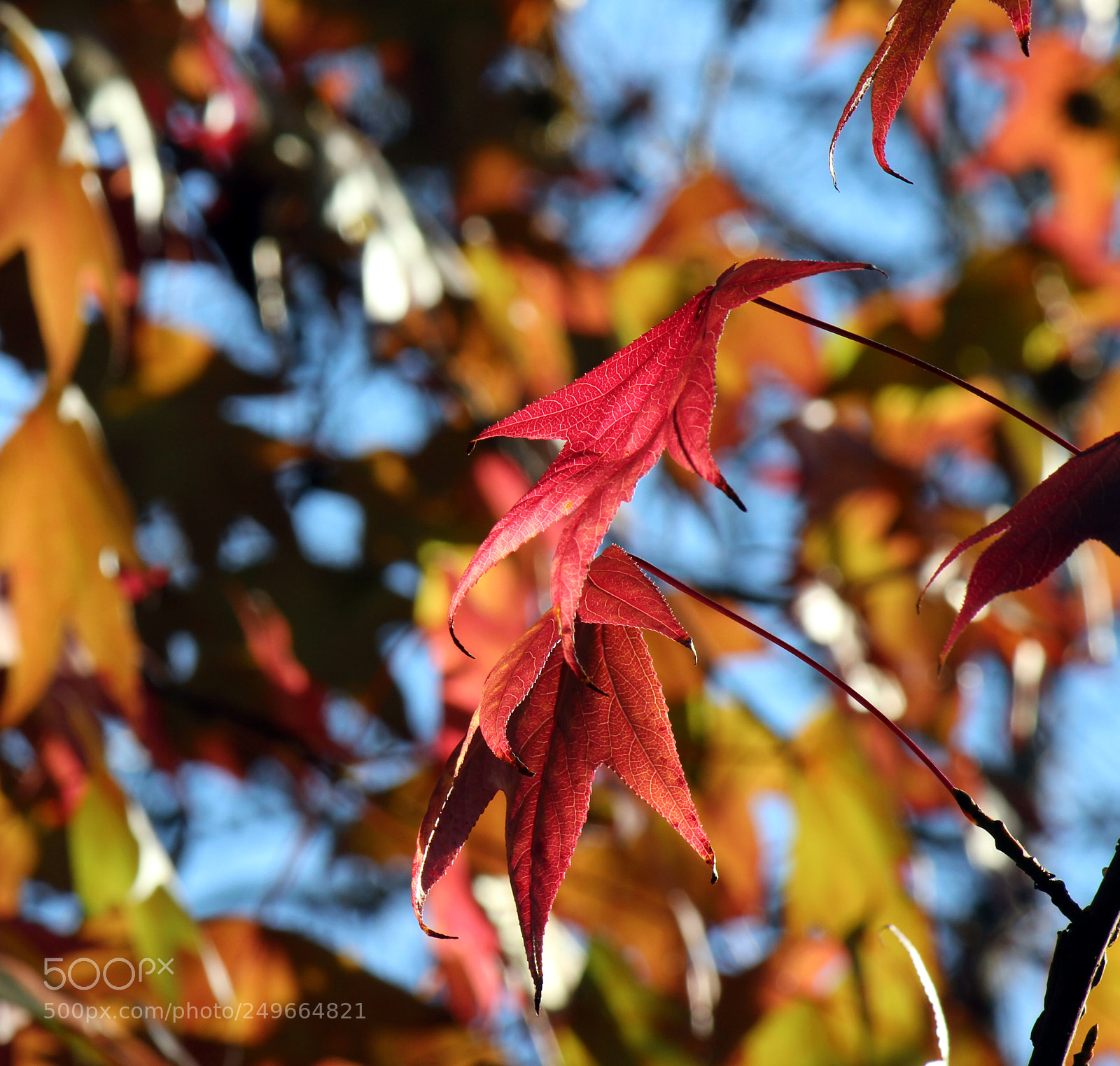 Canon EOS 600D (Rebel EOS T3i / EOS Kiss X5) sample photo. Img photography