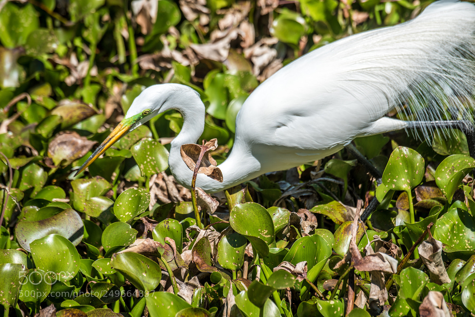 Nikon D810 sample photo. Great white egret photography