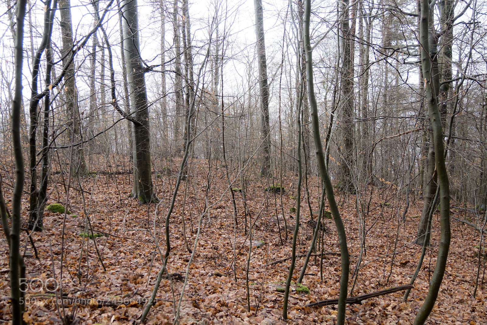 Panasonic DMC-G70 sample photo. Woodland photography