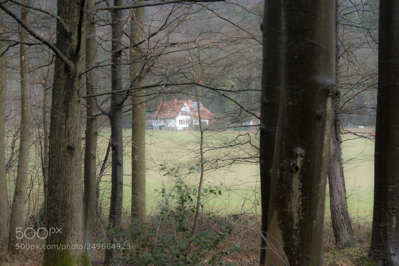 Panasonic DMC-G70 sample photo. Woodland photography