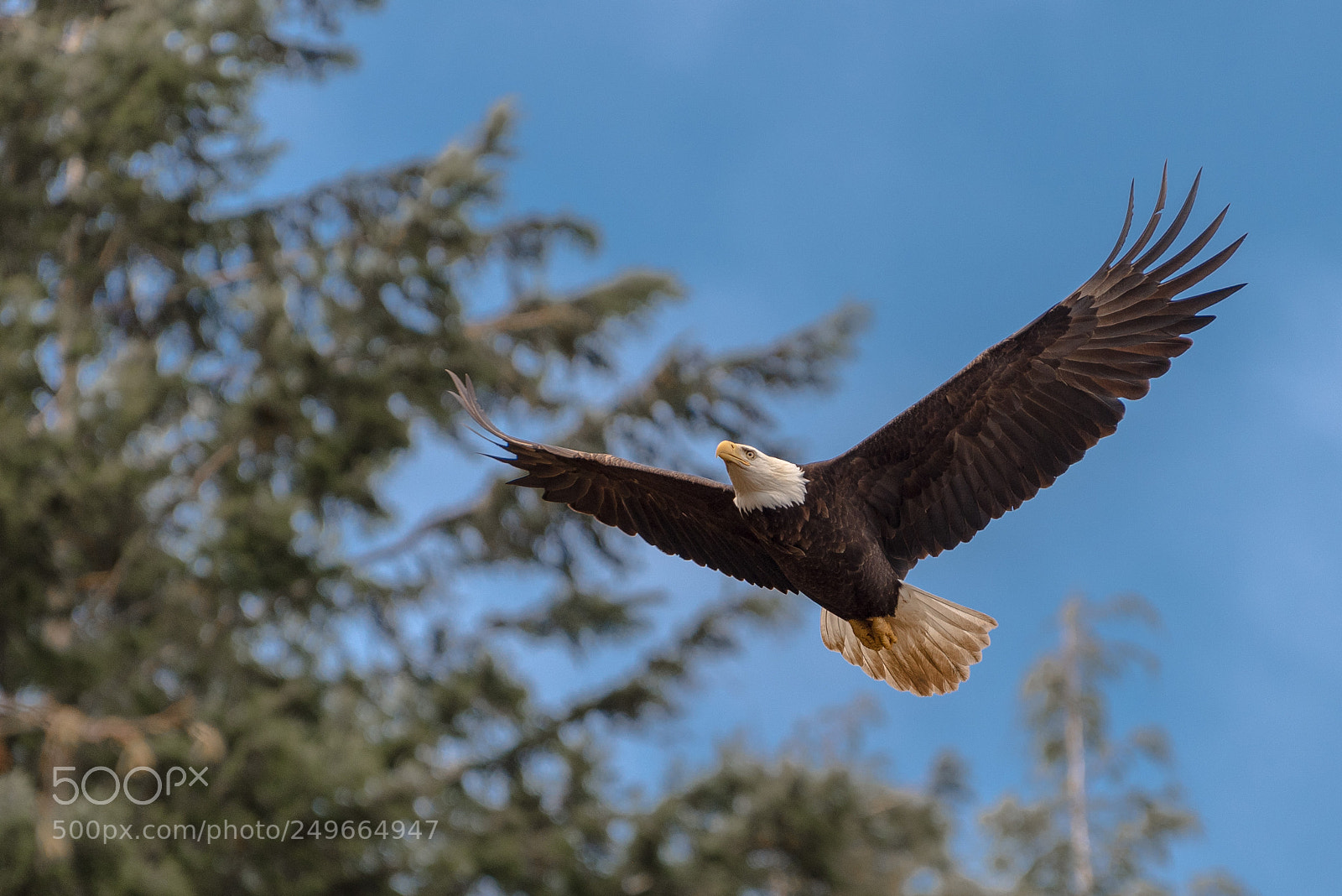 Nikon D810 sample photo. Bald eagle photography