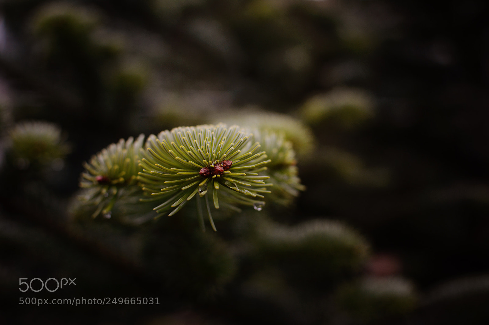 Nikon D7100 sample photo. Winter beauty photography