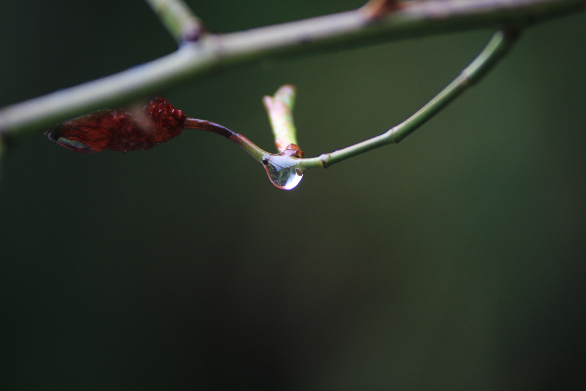 Canon EOS 700D (EOS Rebel T5i / EOS Kiss X7i) sample photo. Img photography