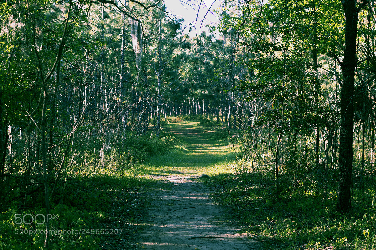 Canon EOS 750D (EOS Rebel T6i / EOS Kiss X8i) sample photo. Wooded trail photography