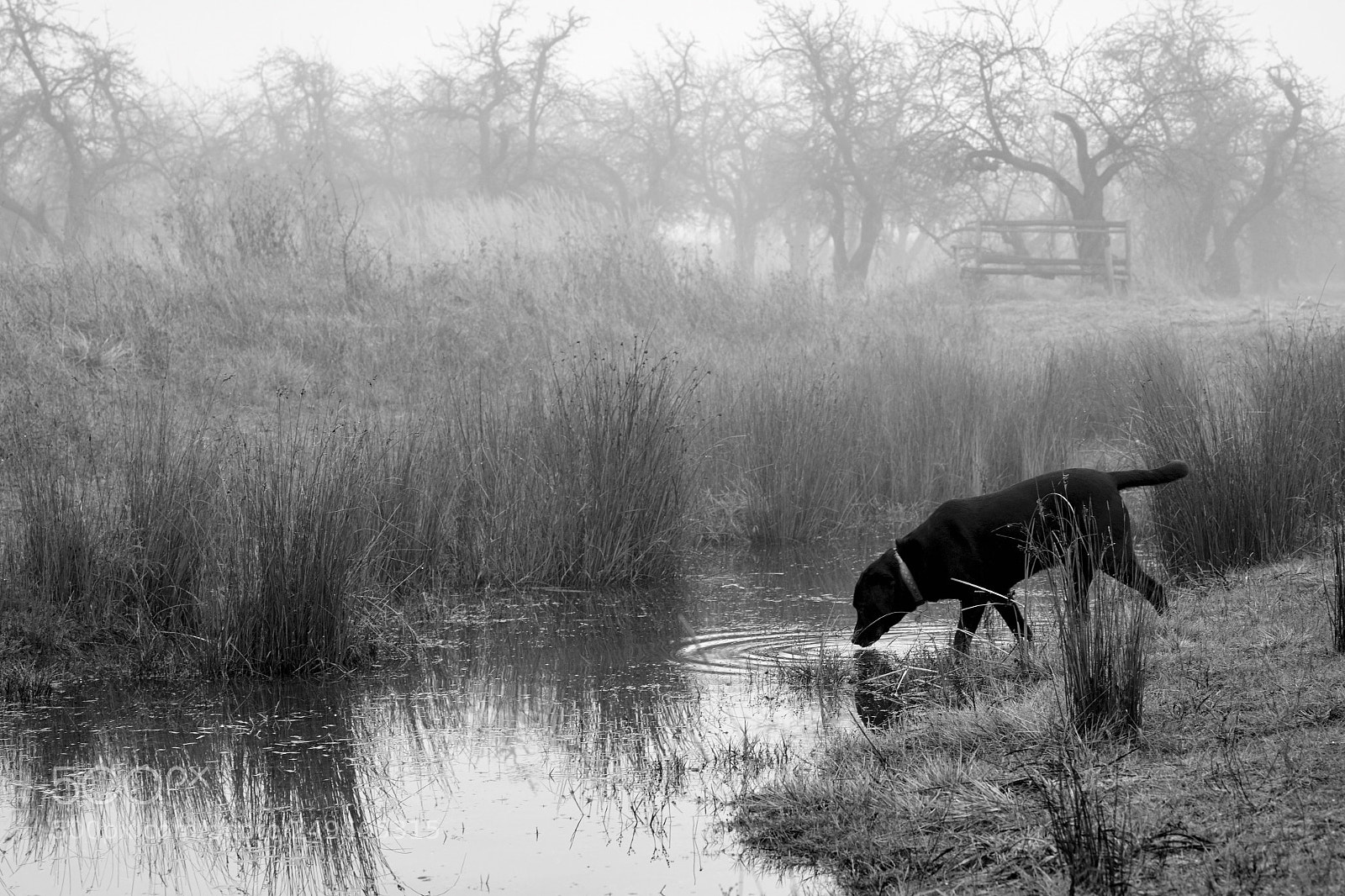 Sony a7 sample photo. Jack black (and white) photography