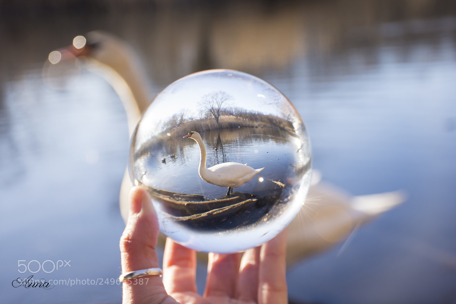 Nikon D7200 sample photo. Swan photography