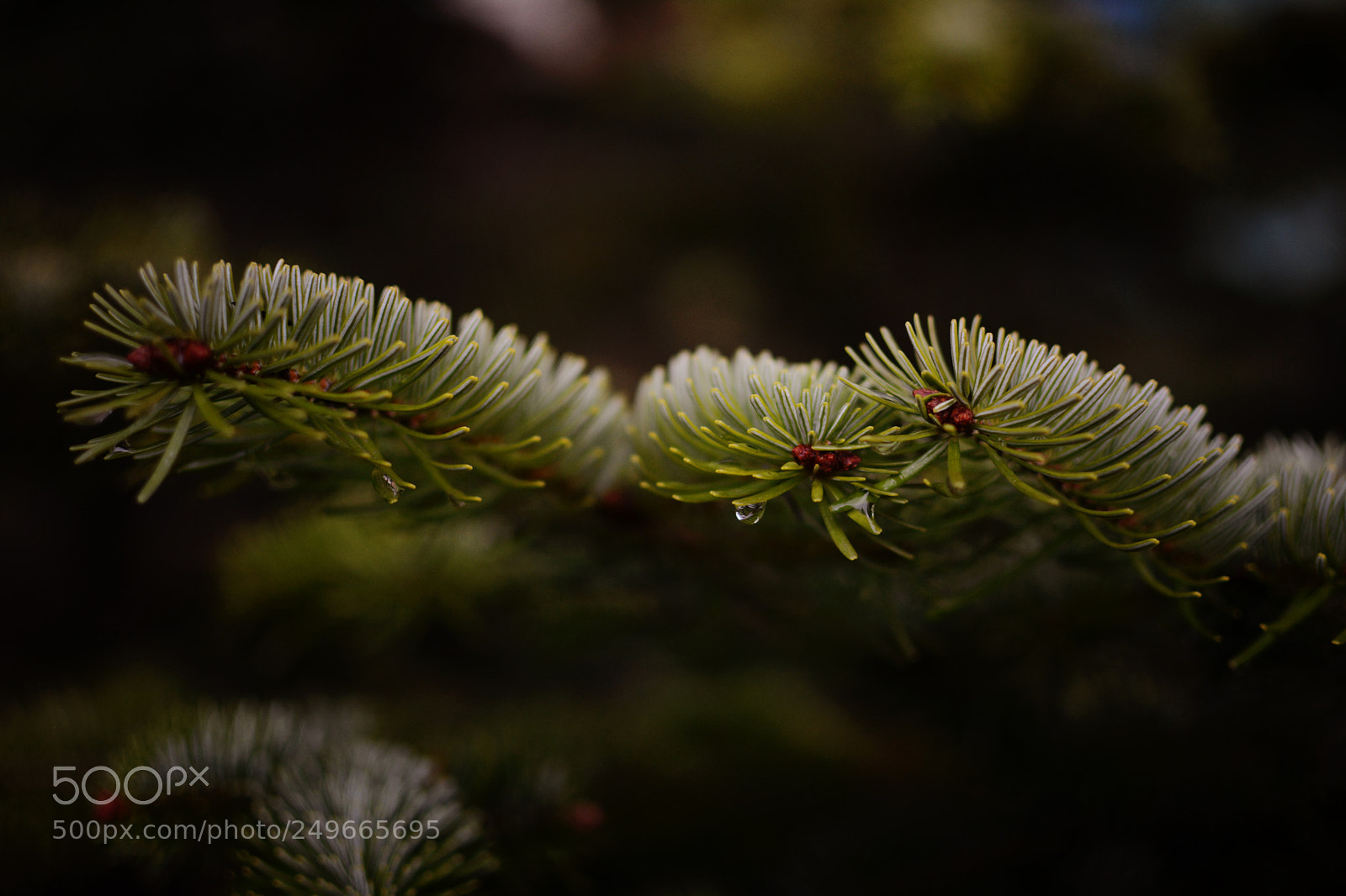 Nikon D7100 sample photo. Pine tree photography