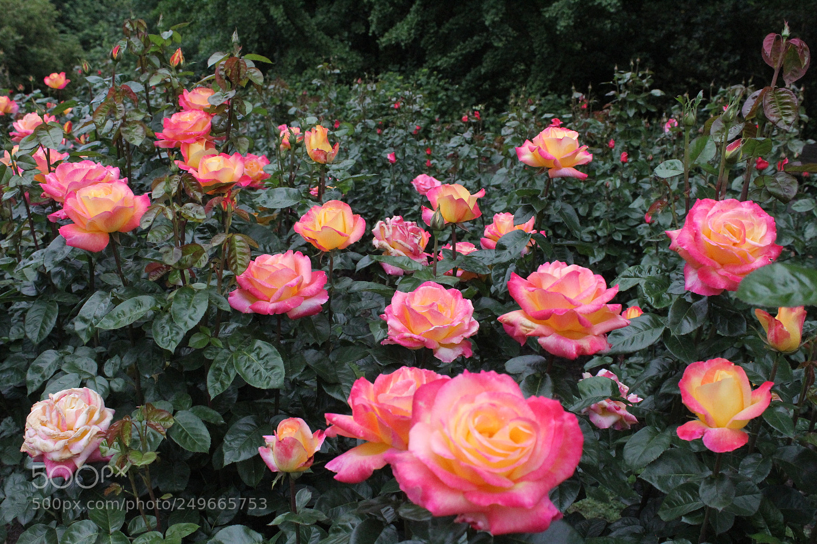 Canon EOS 60D sample photo. Nature photography