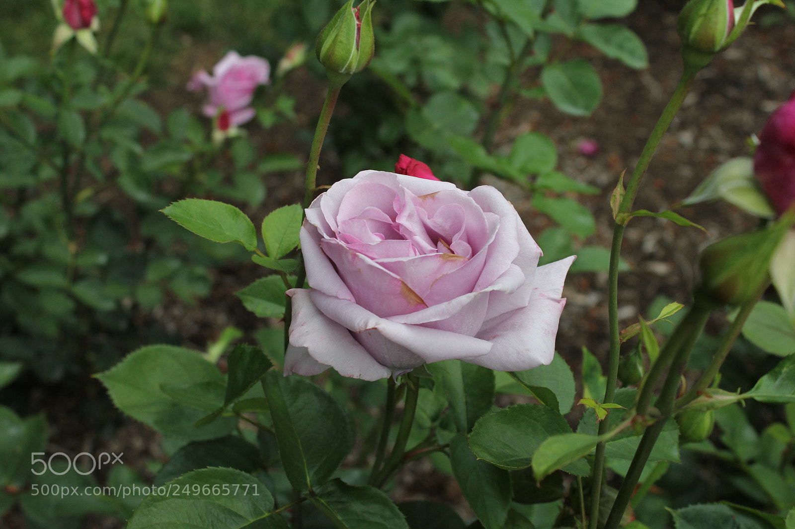 Canon EOS 60D sample photo. Nature photography
