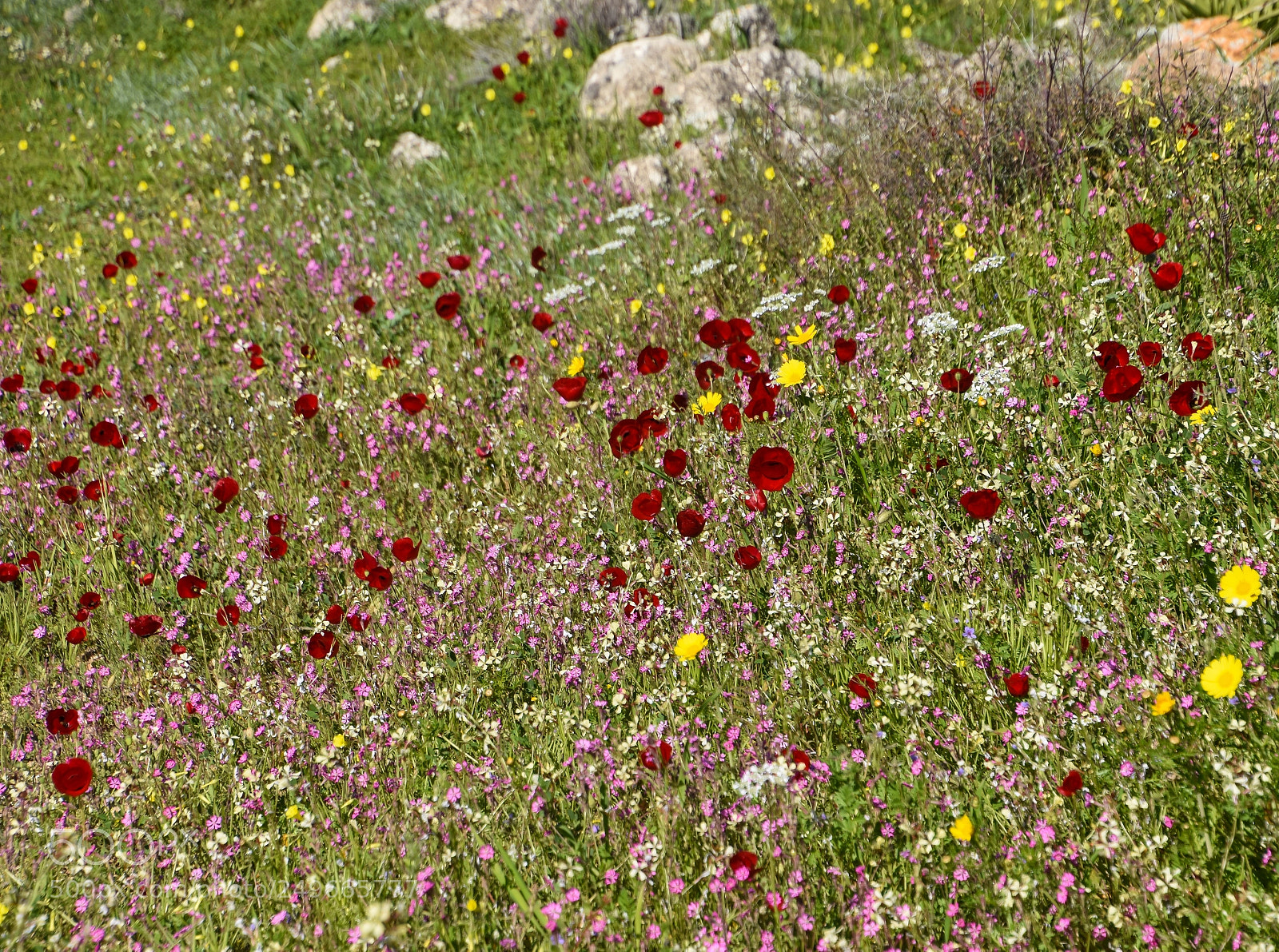 Nikon D7200 sample photo. Spring field photography