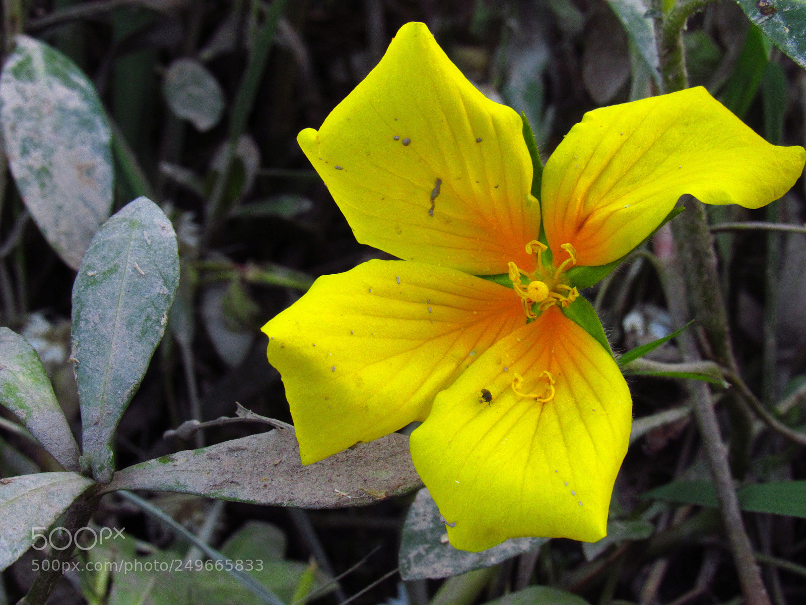 Canon PowerShot SX520 HS sample photo. A photography