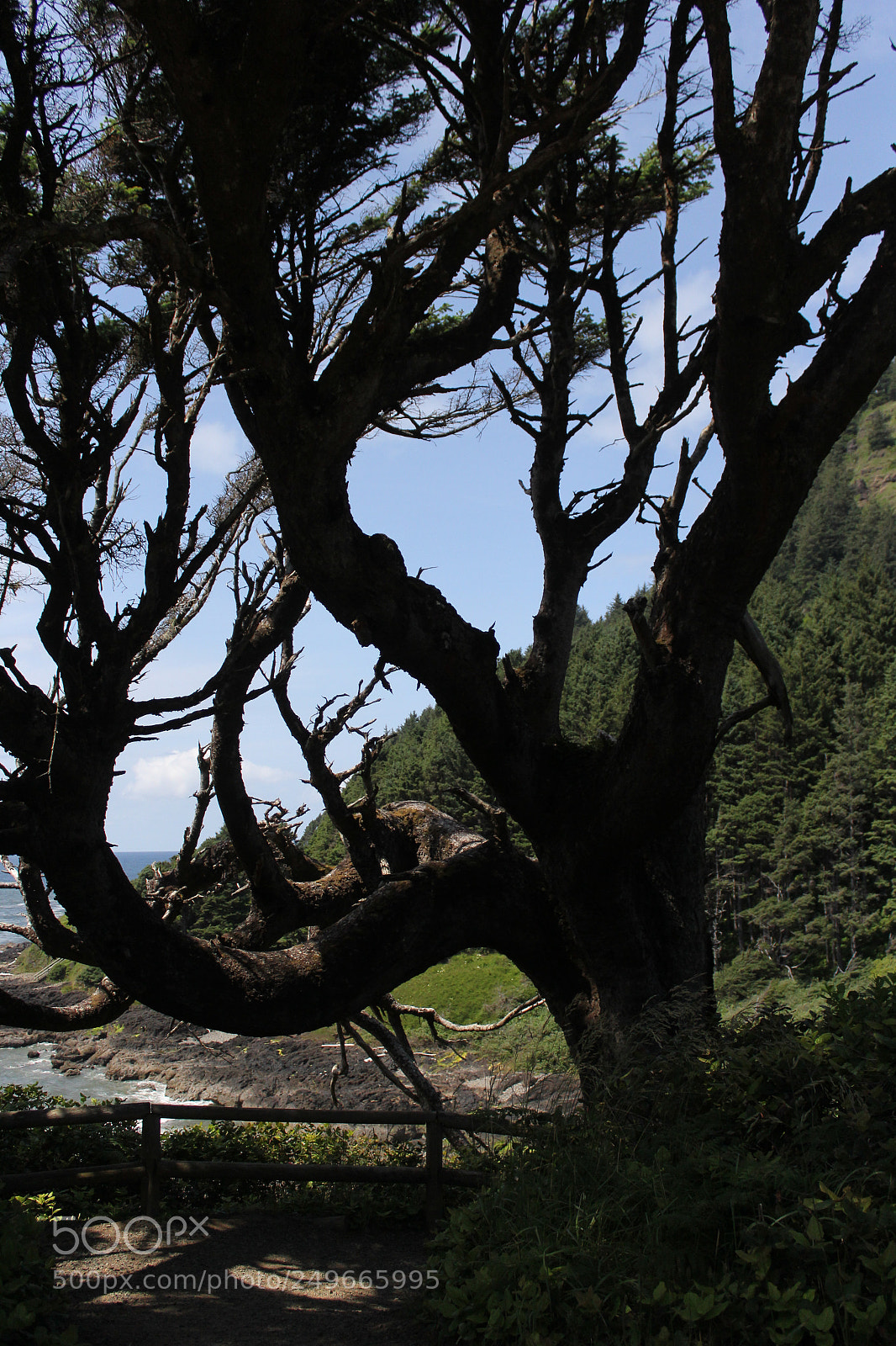 Canon EOS 60D sample photo. Nature photography