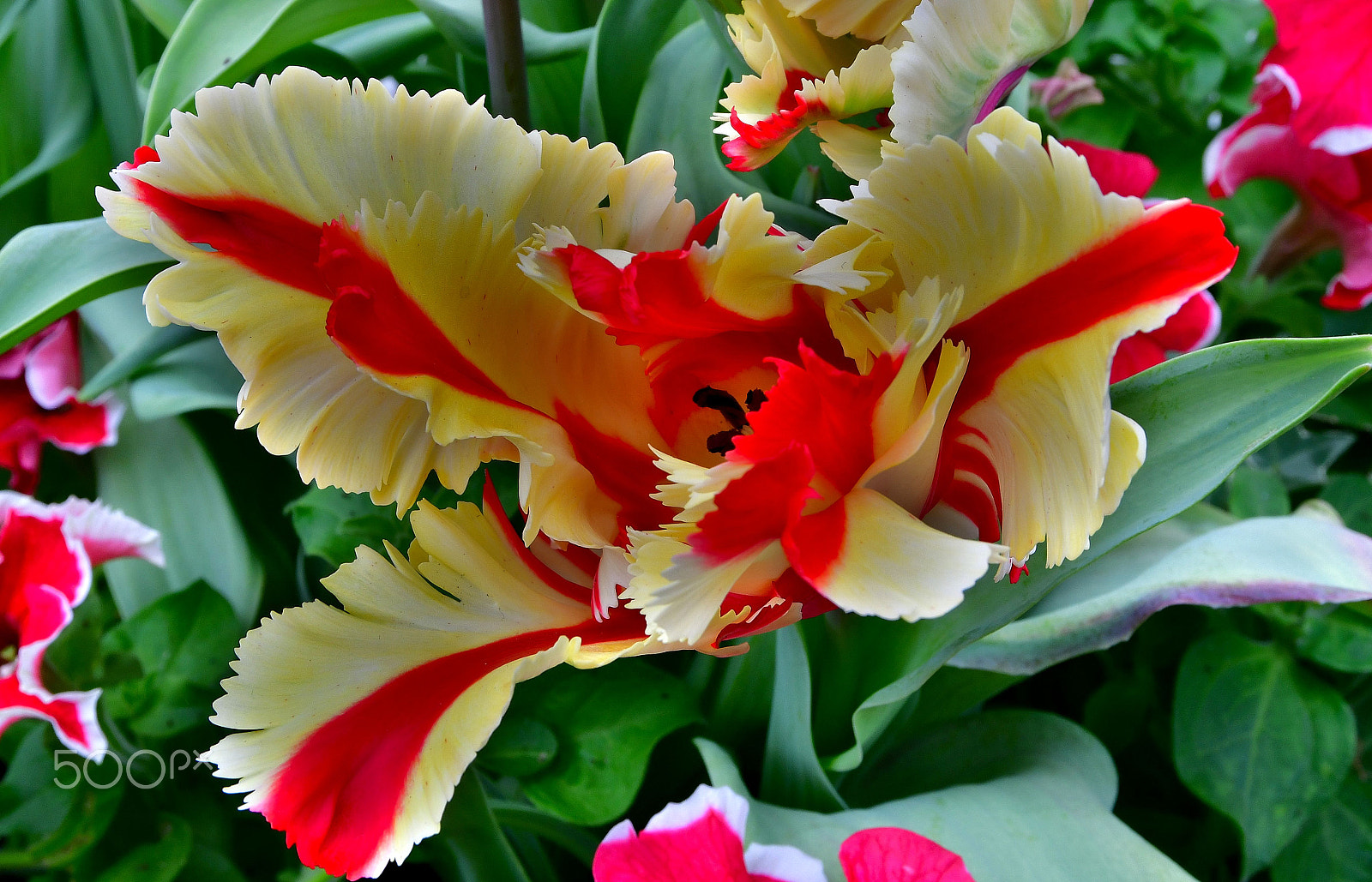 Nikon D7500 sample photo. The parrot tulip photography