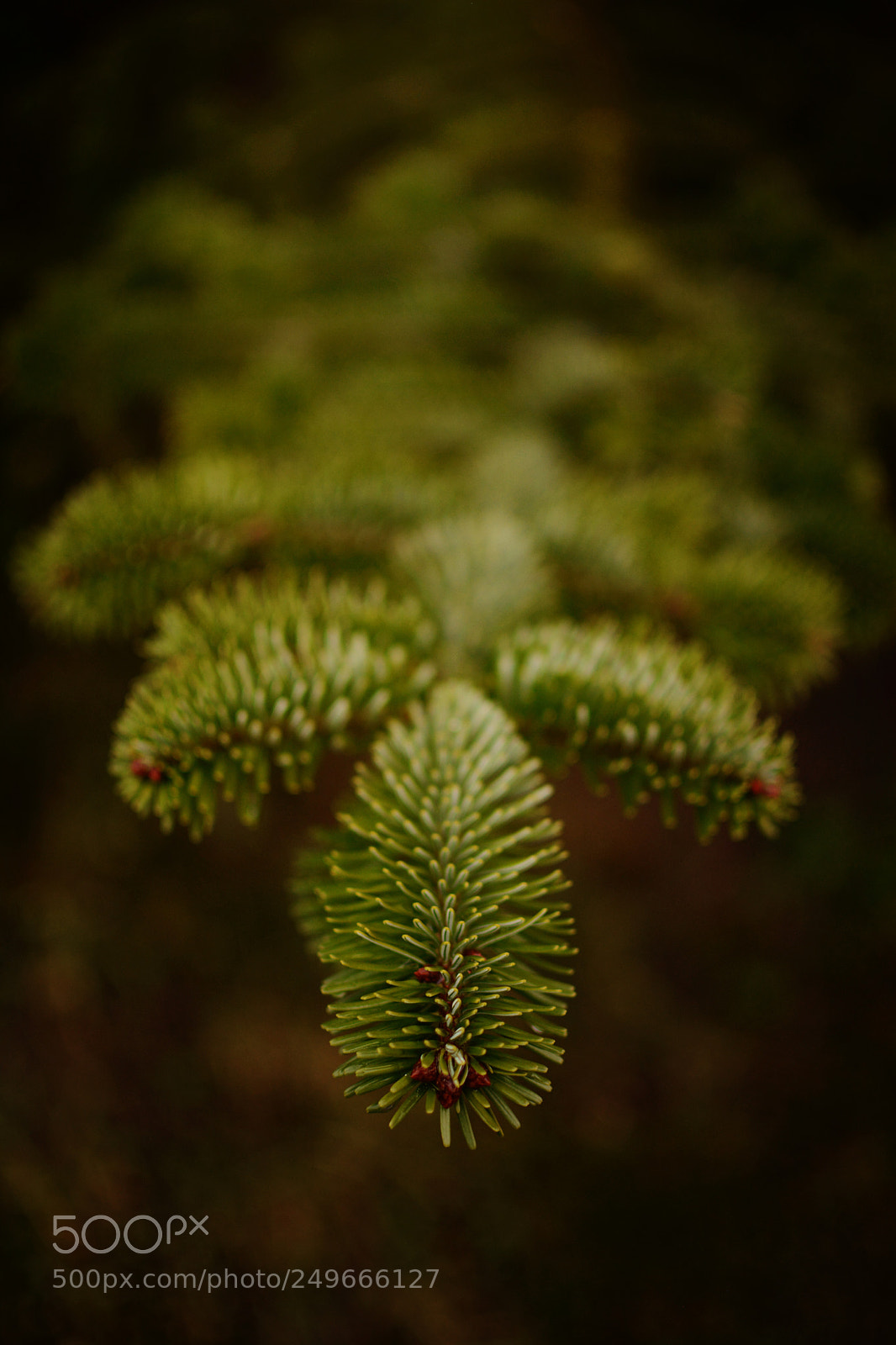 Nikon D7100 sample photo. Pine tree #2 photography