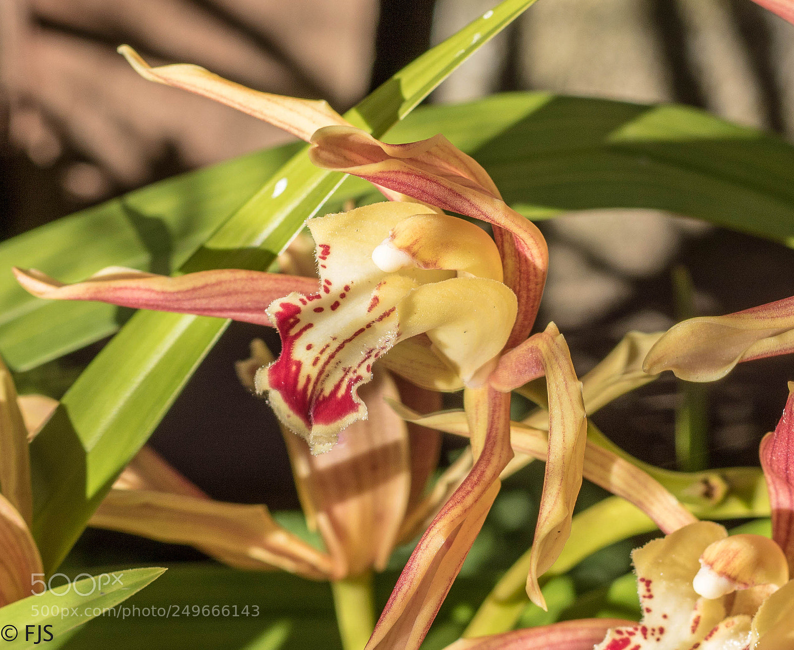 Canon EOS 7D Mark II sample photo. Orchid photography