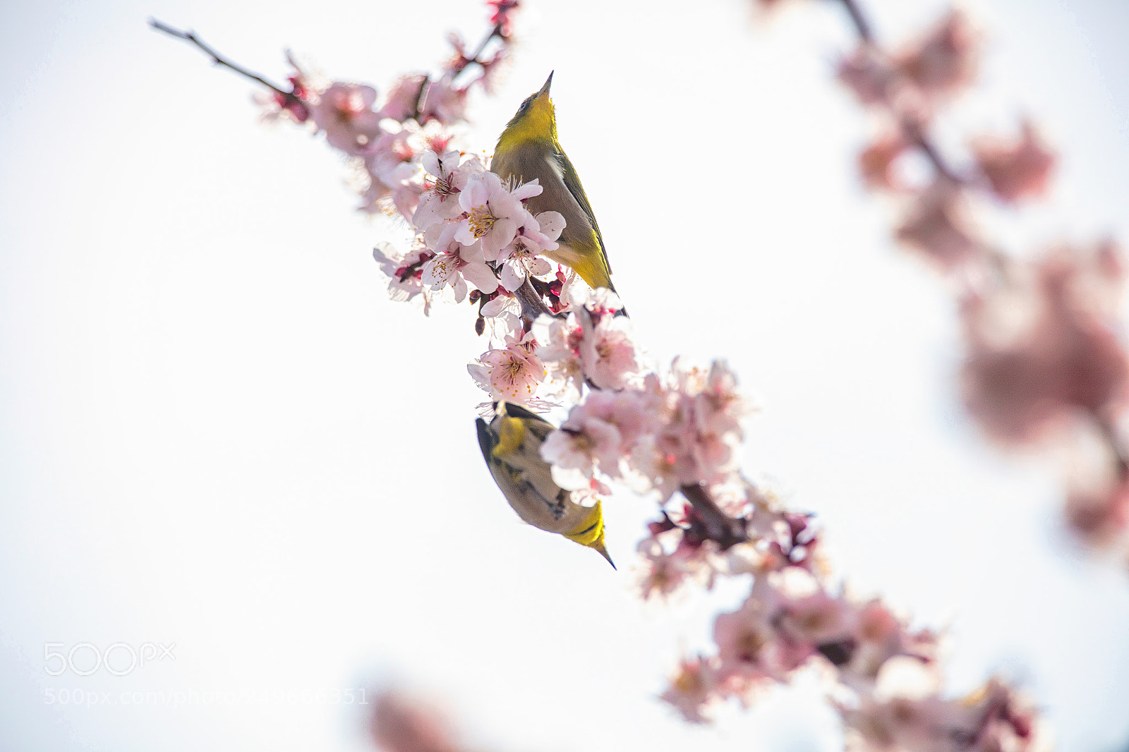 Canon EOS 5DS R sample photo. Sprring branch photography