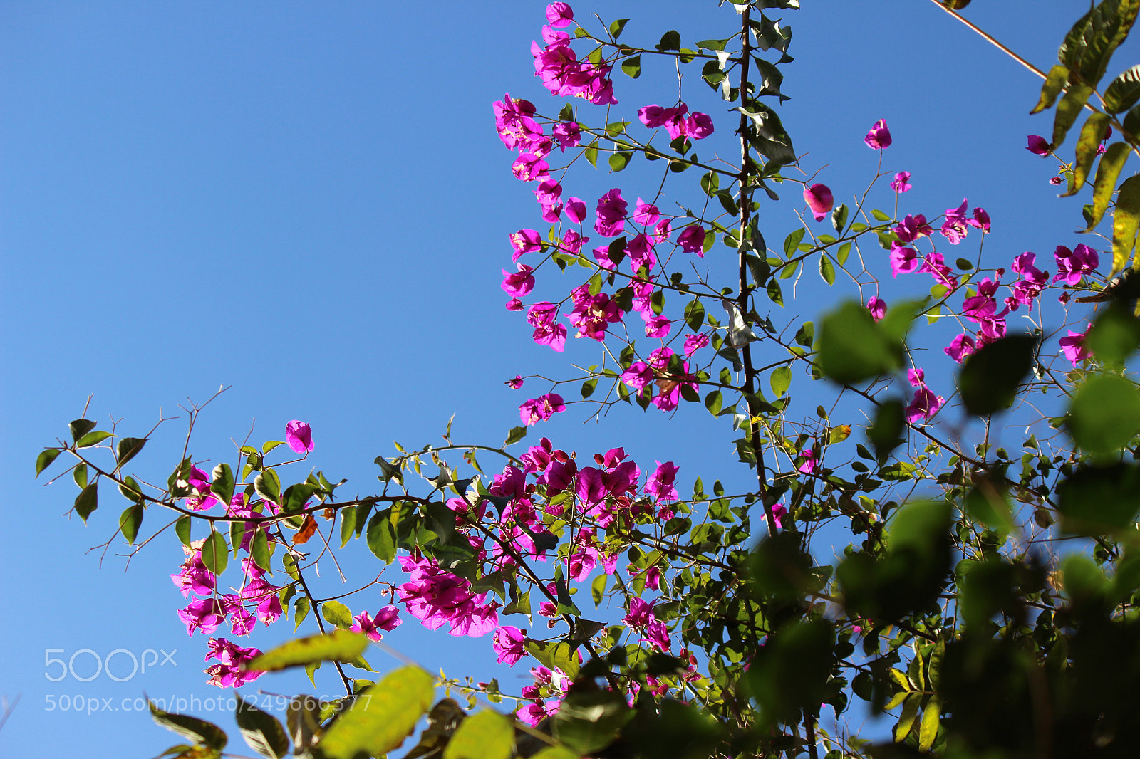 Canon EOS 600D (Rebel EOS T3i / EOS Kiss X5) sample photo. Img photography