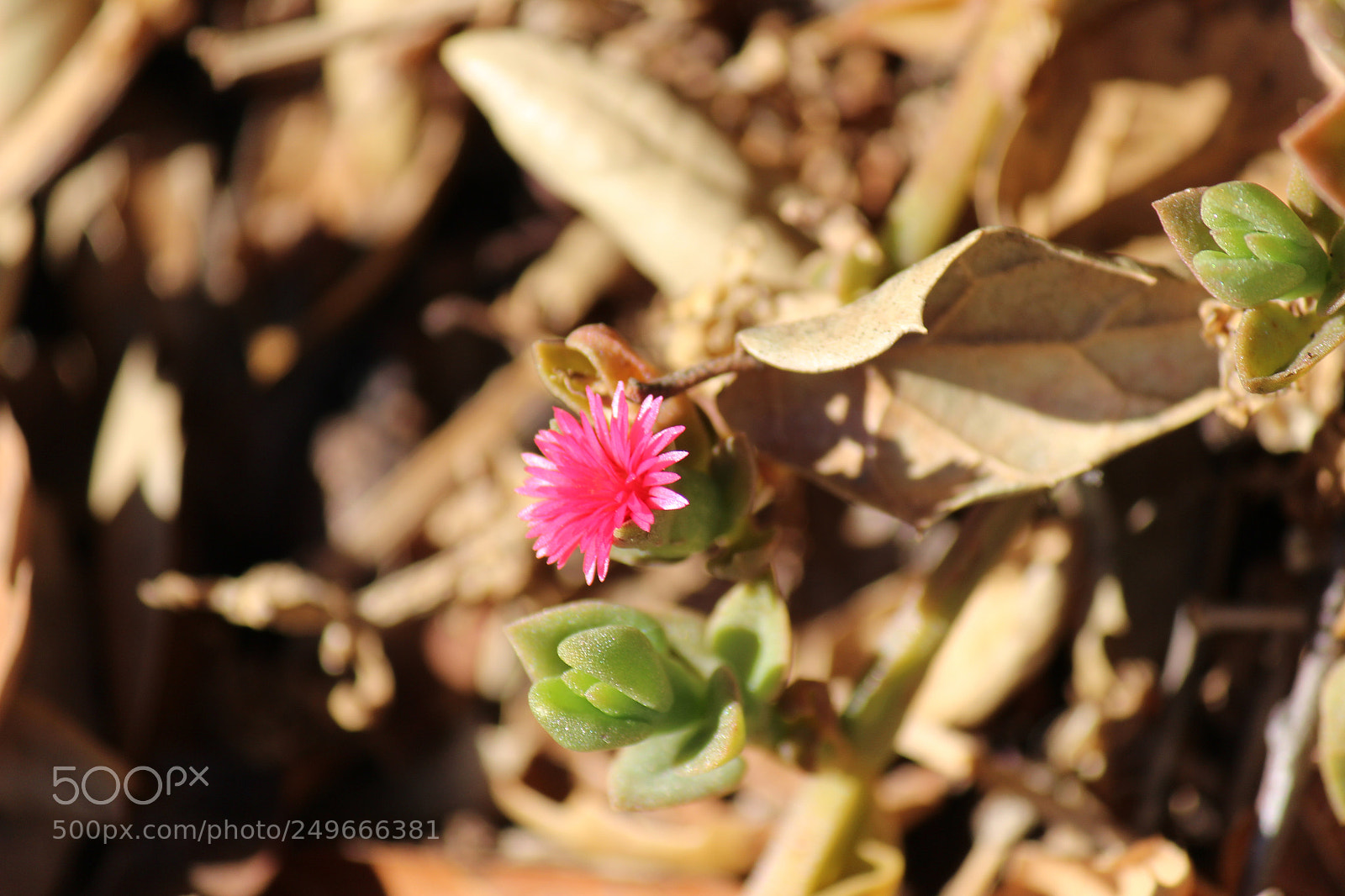 Canon EOS 600D (Rebel EOS T3i / EOS Kiss X5) sample photo. Img photography