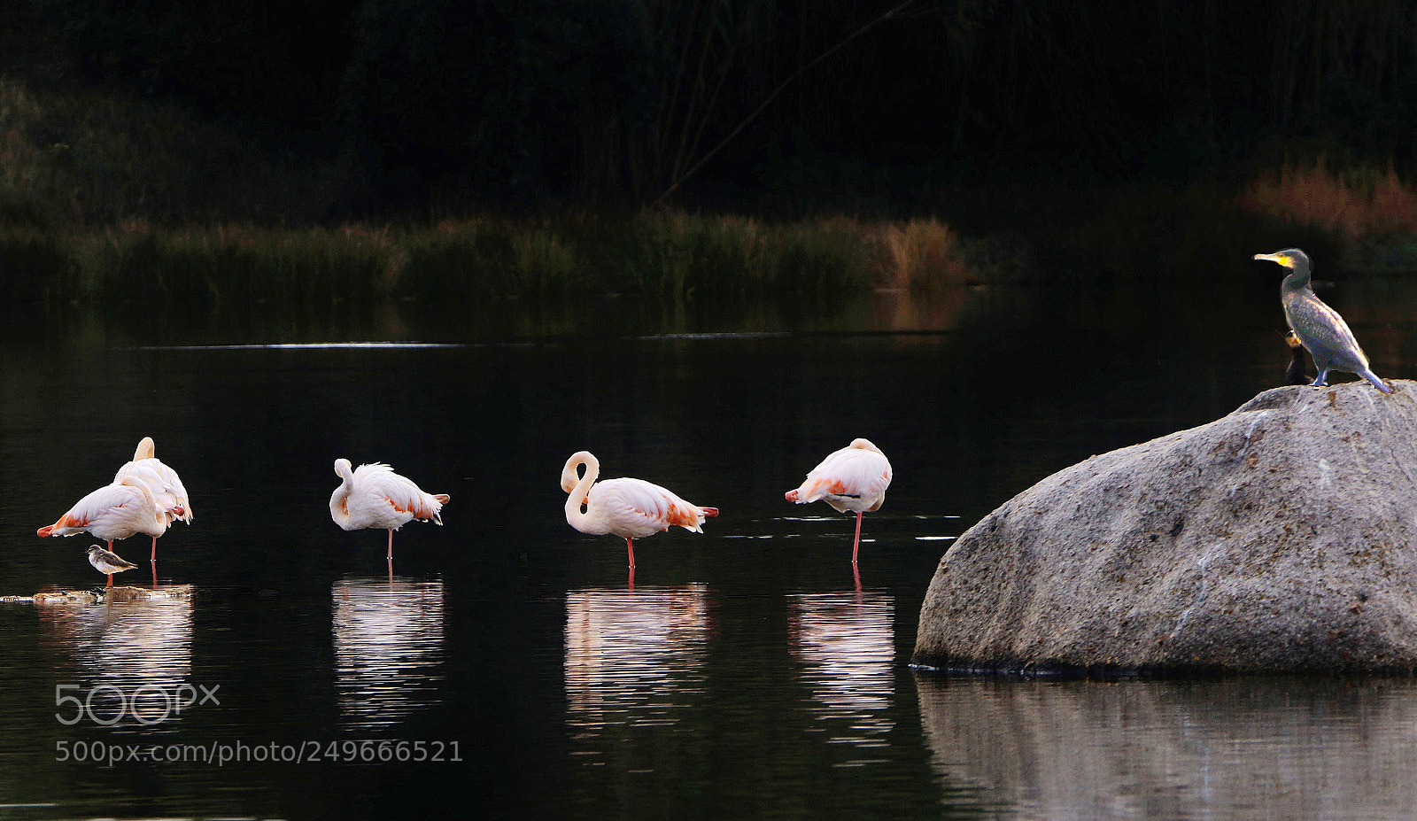 Canon EOS 70D sample photo. La luce sui fenicotteri photography
